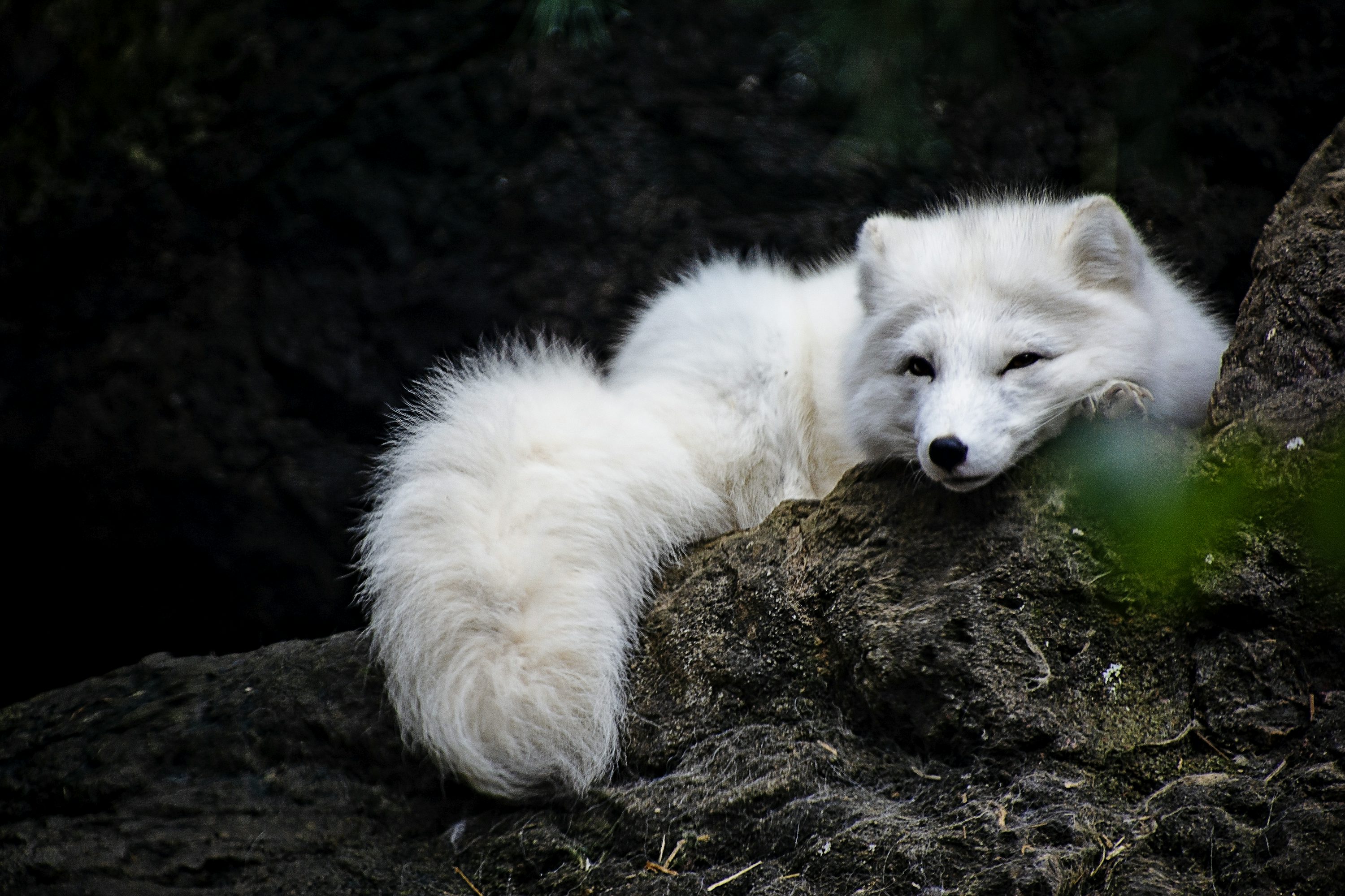 White Fox Picture. Download Free Image