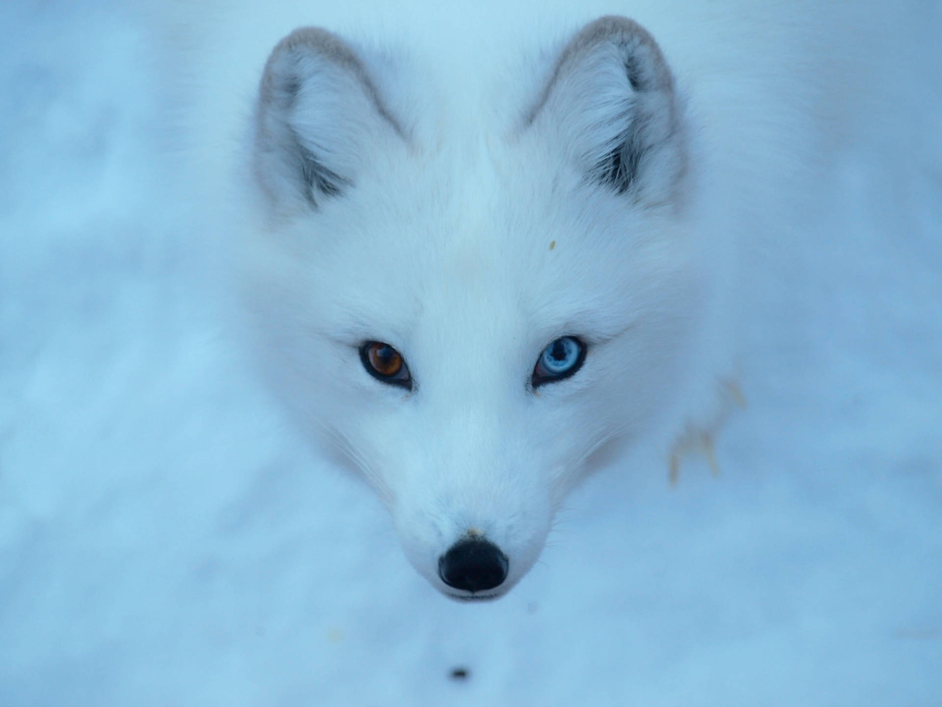 Arctic Fox Wallpaper