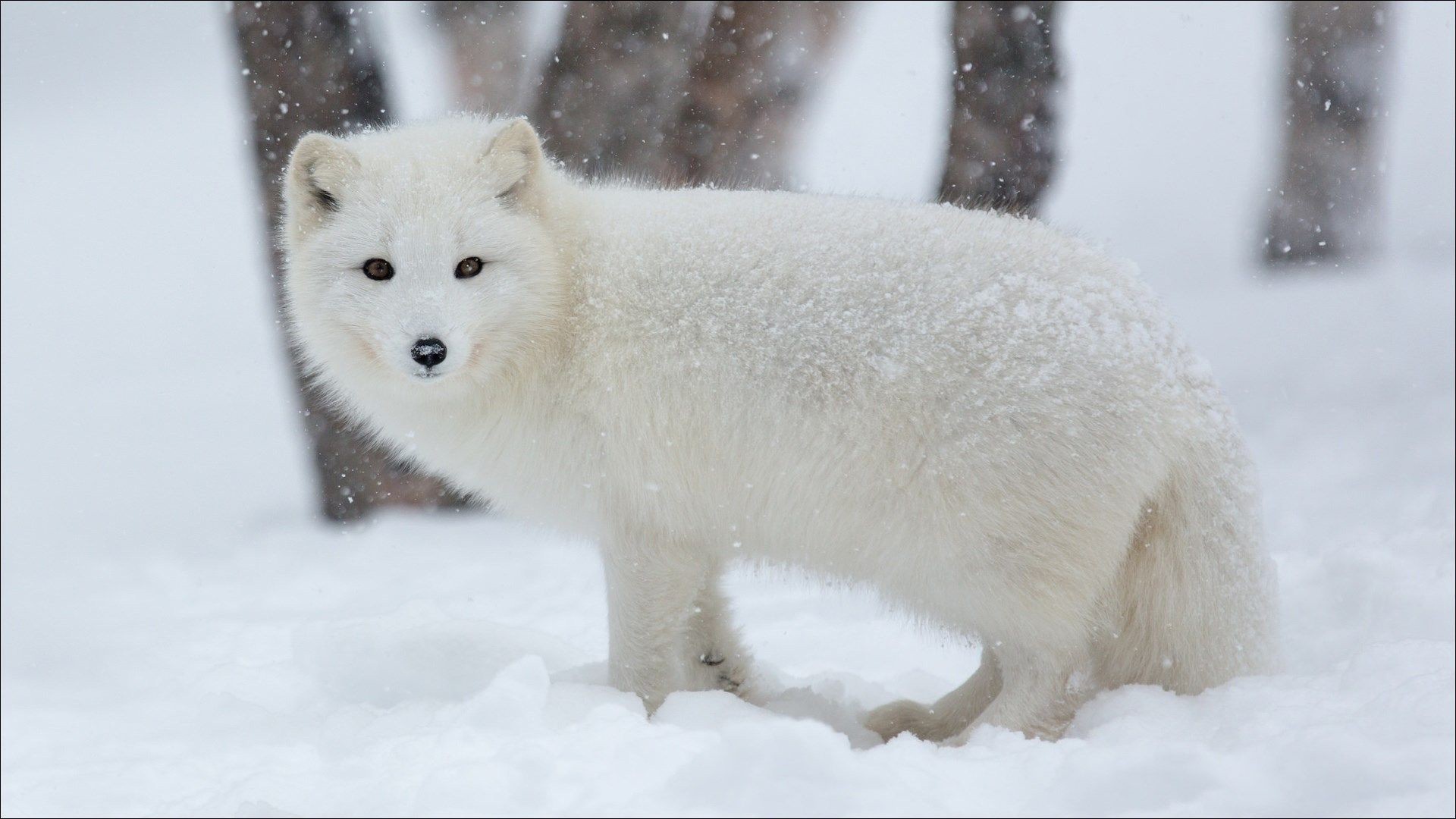 Arctic Fox HD Wallpaper
