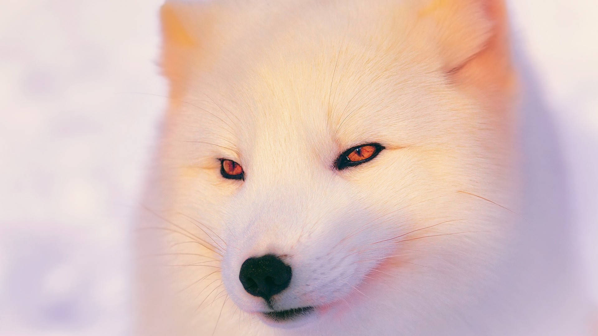 Arctic Fox Wallpaper