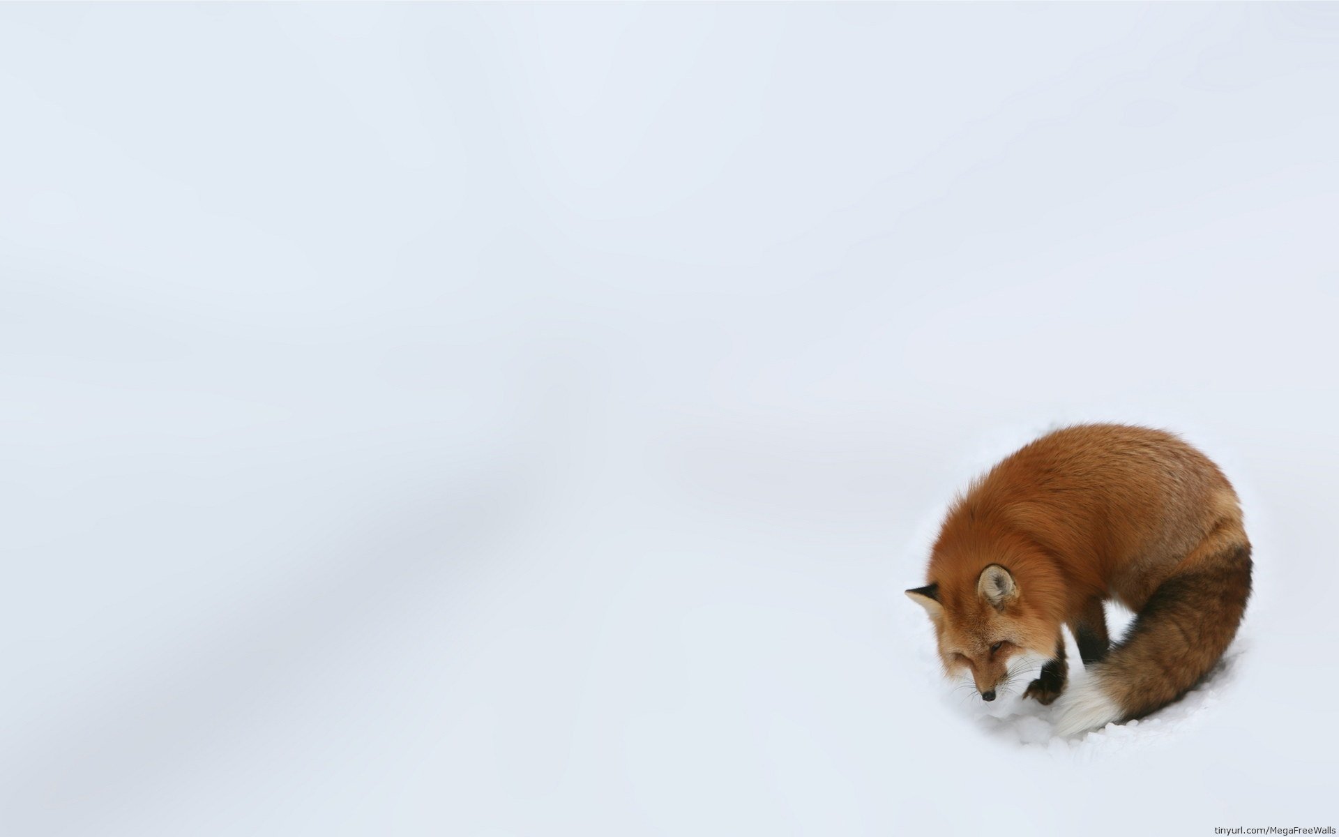 Winter's Red Fox: Stunning HD Animal Wallpaper