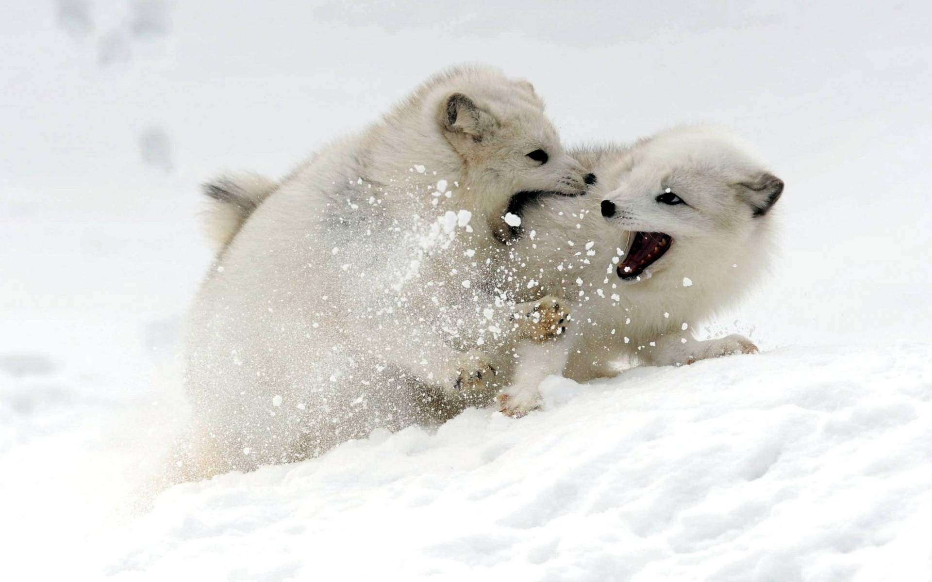 Arctic Fox Wallpaper