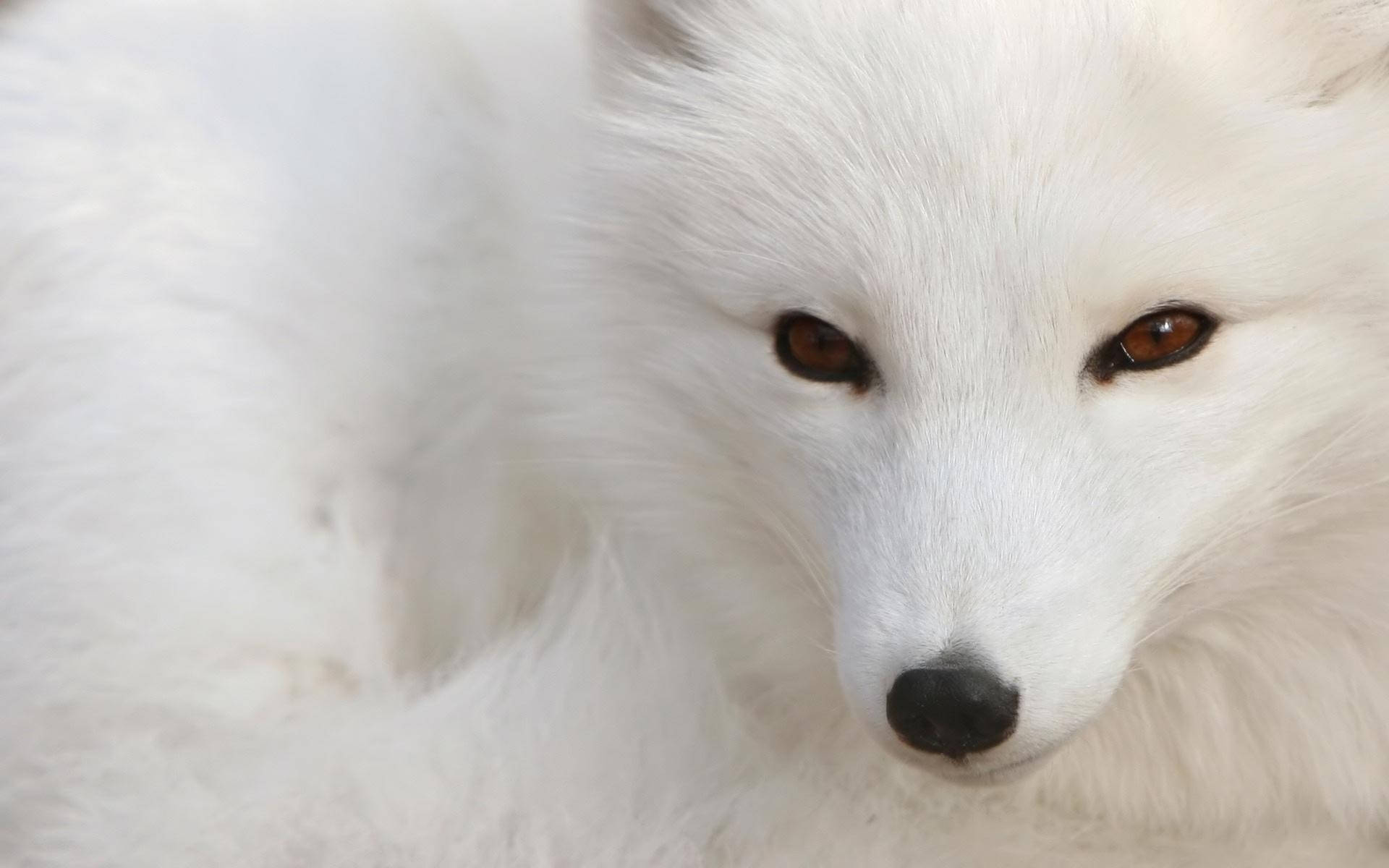 Arctic Fox Wallpaper