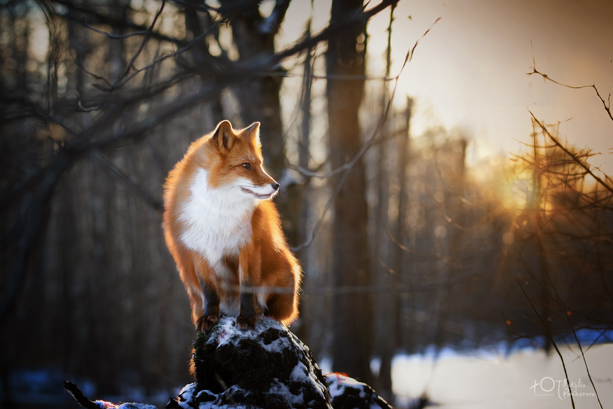 Fox Winter Morning Laptop Full HD 1080P , HD 4k Wallpaper Image, Background, Photos and Picture