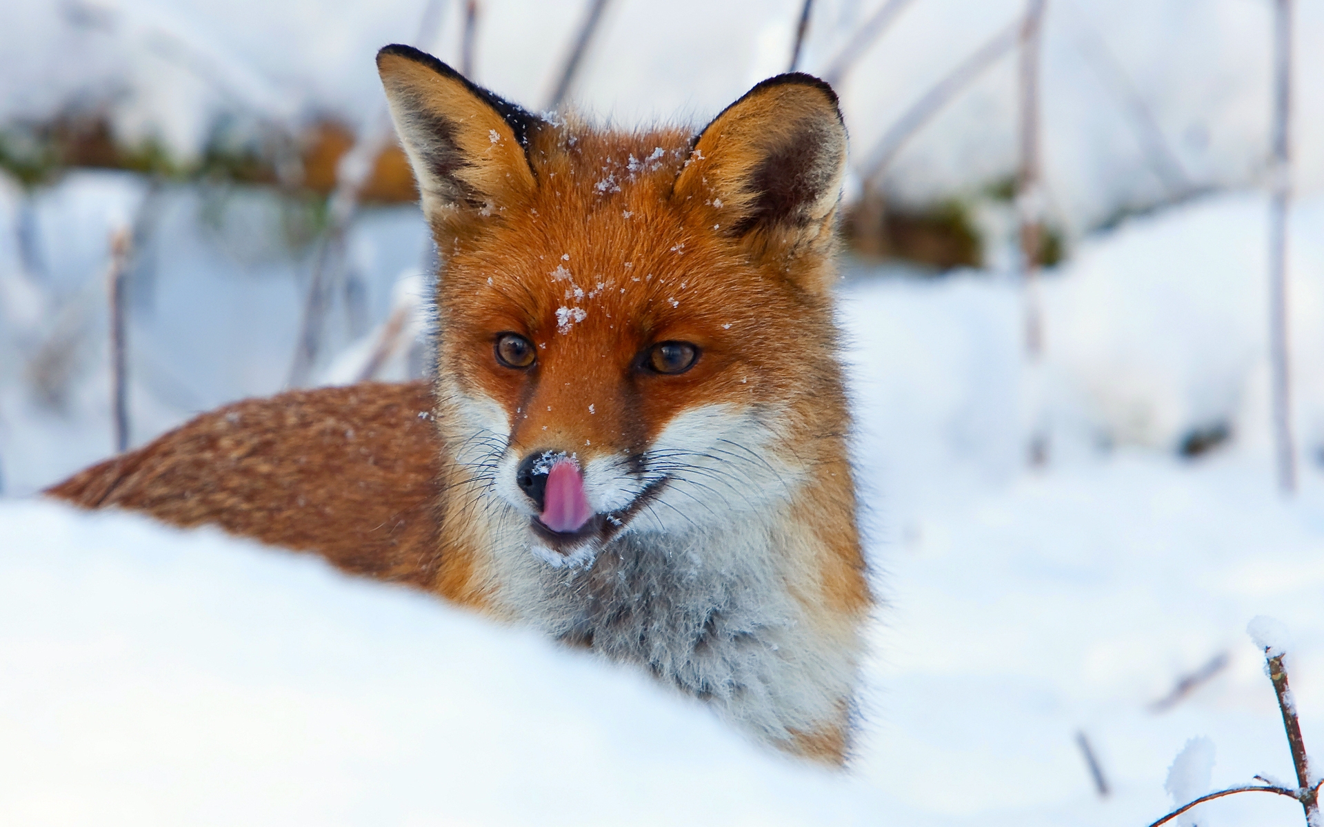 Elegant Fox in Snow