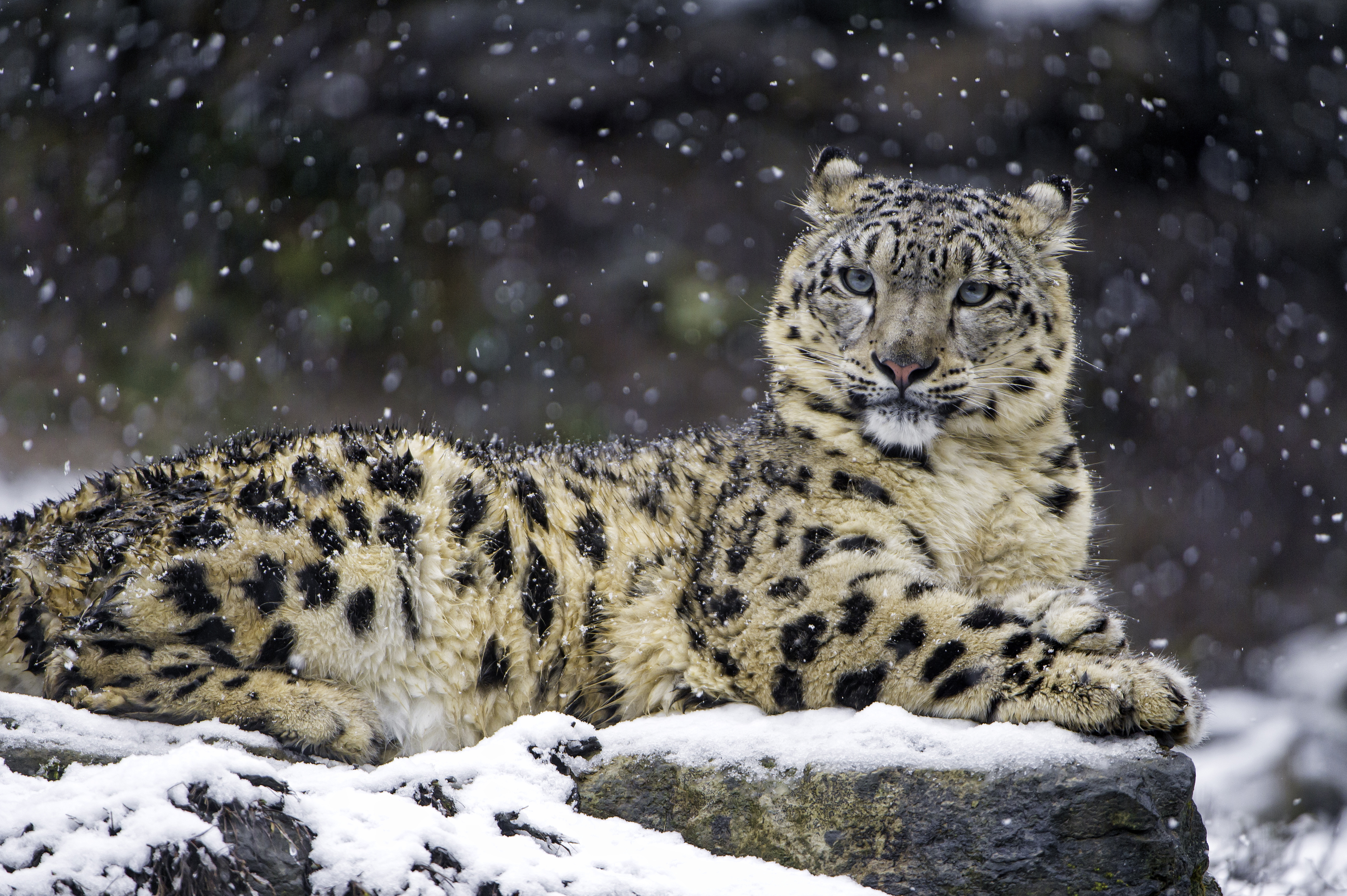 Snow leopard Wallpaper 4K, Winter, Big cat, Wildlife