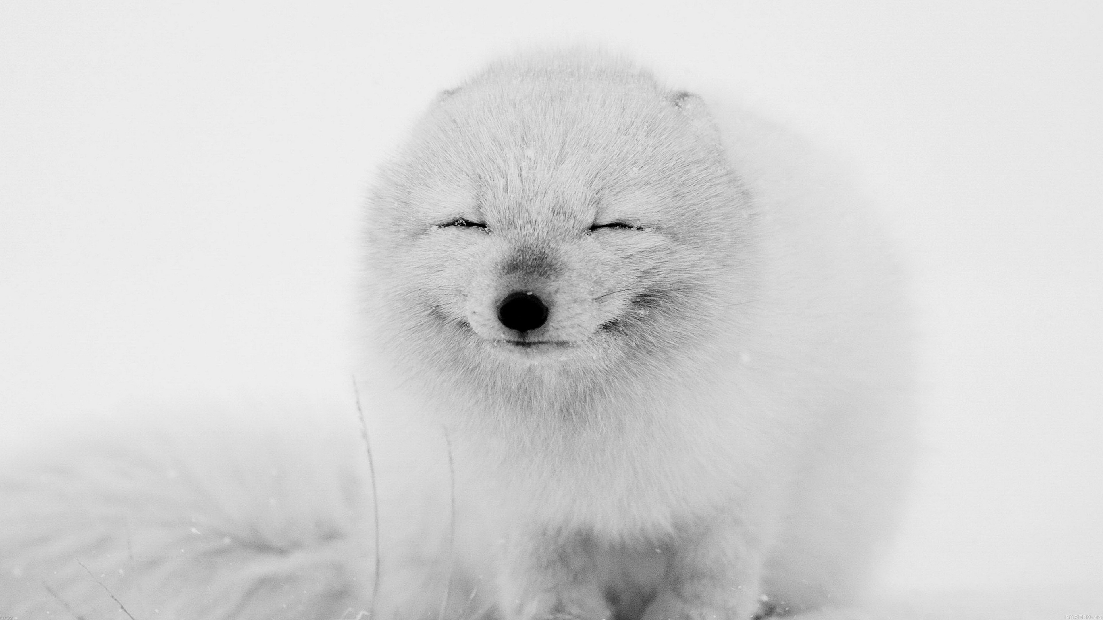Arctic Fox Wallpaper