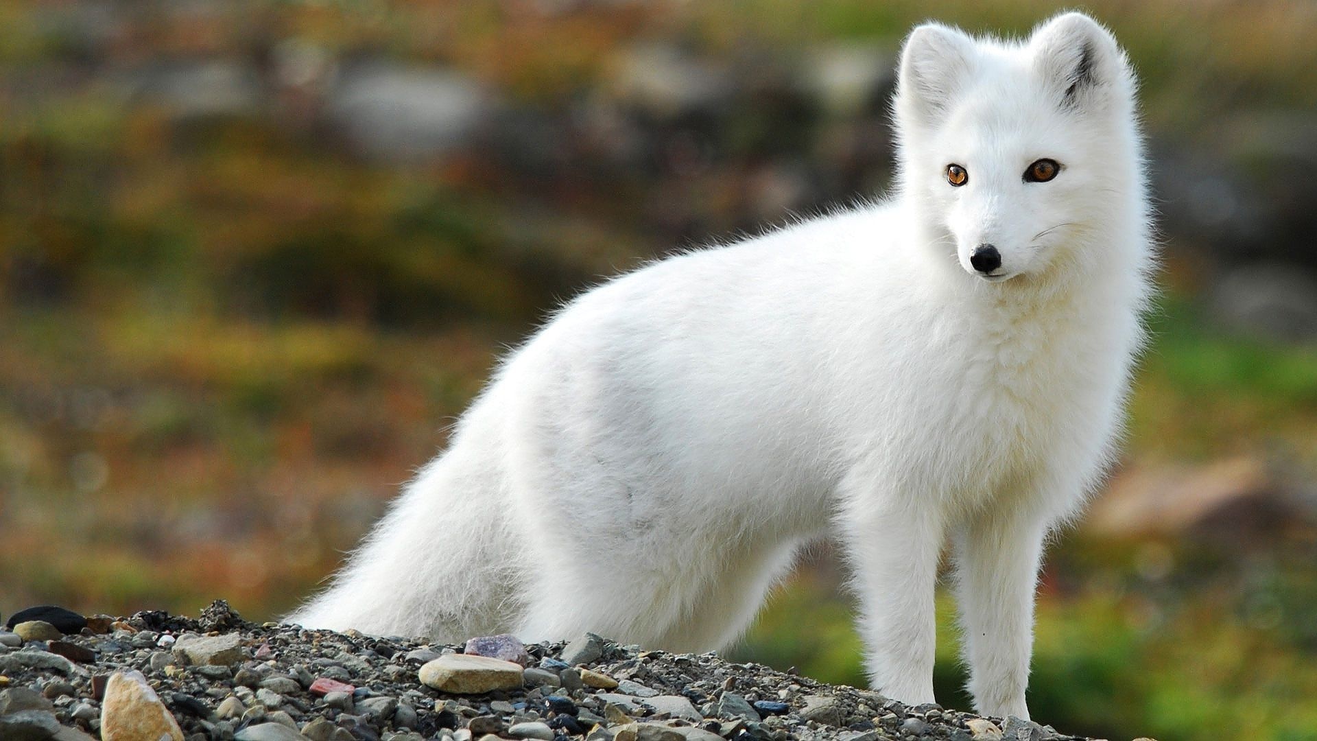 Arctic Fox Wallpaper