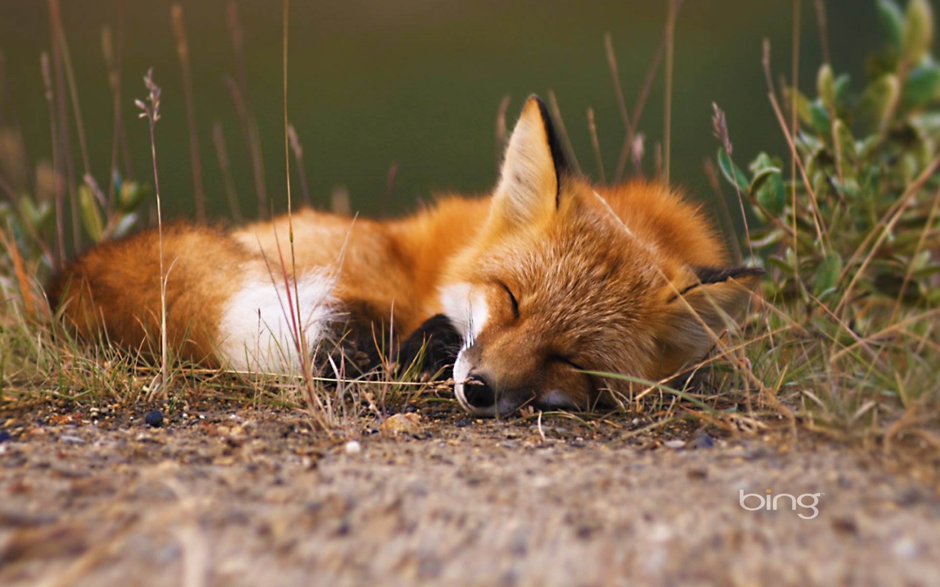 Serene Fox: A Stunning HD Wallpaper