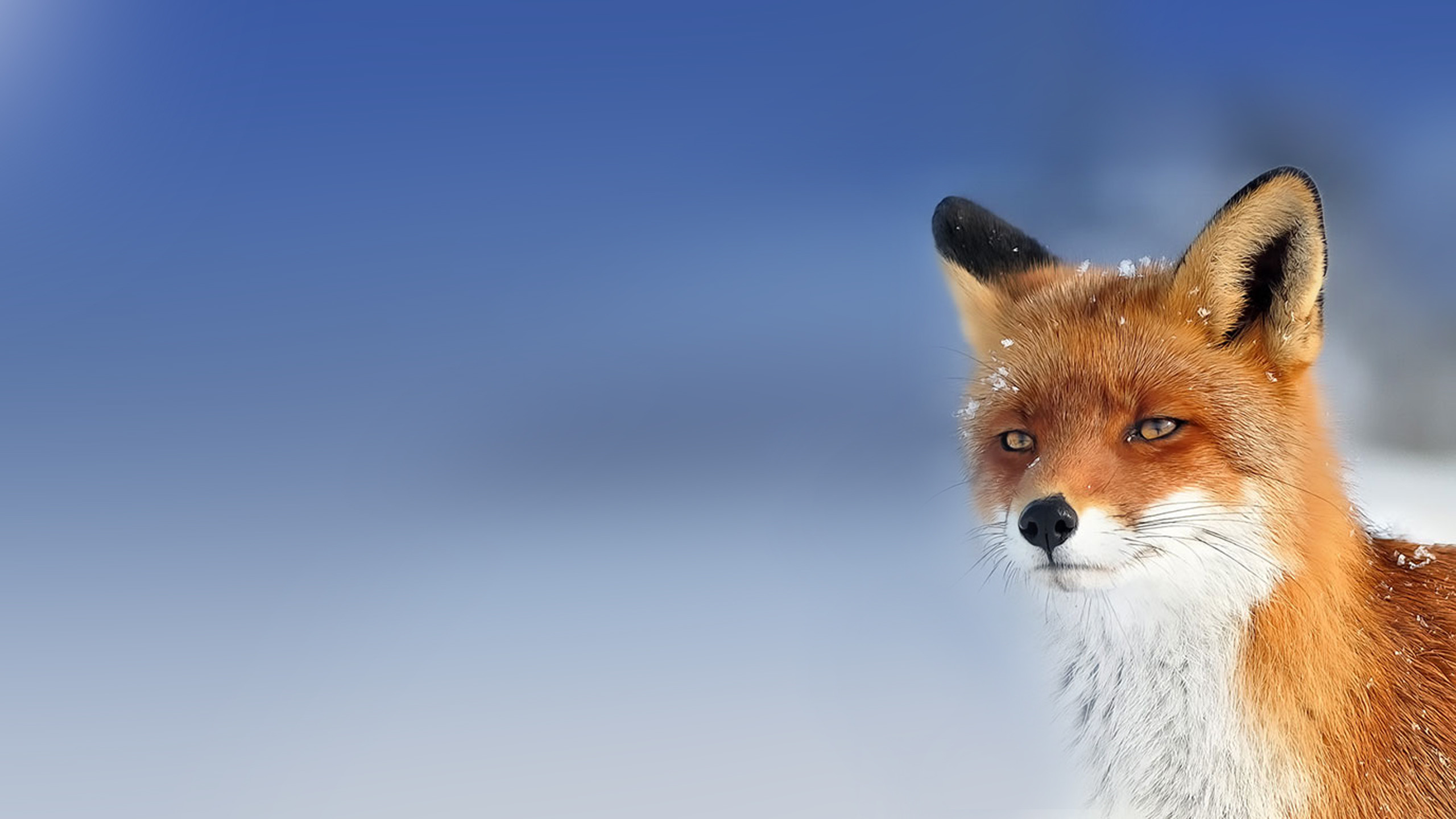 Fox Wallpaper