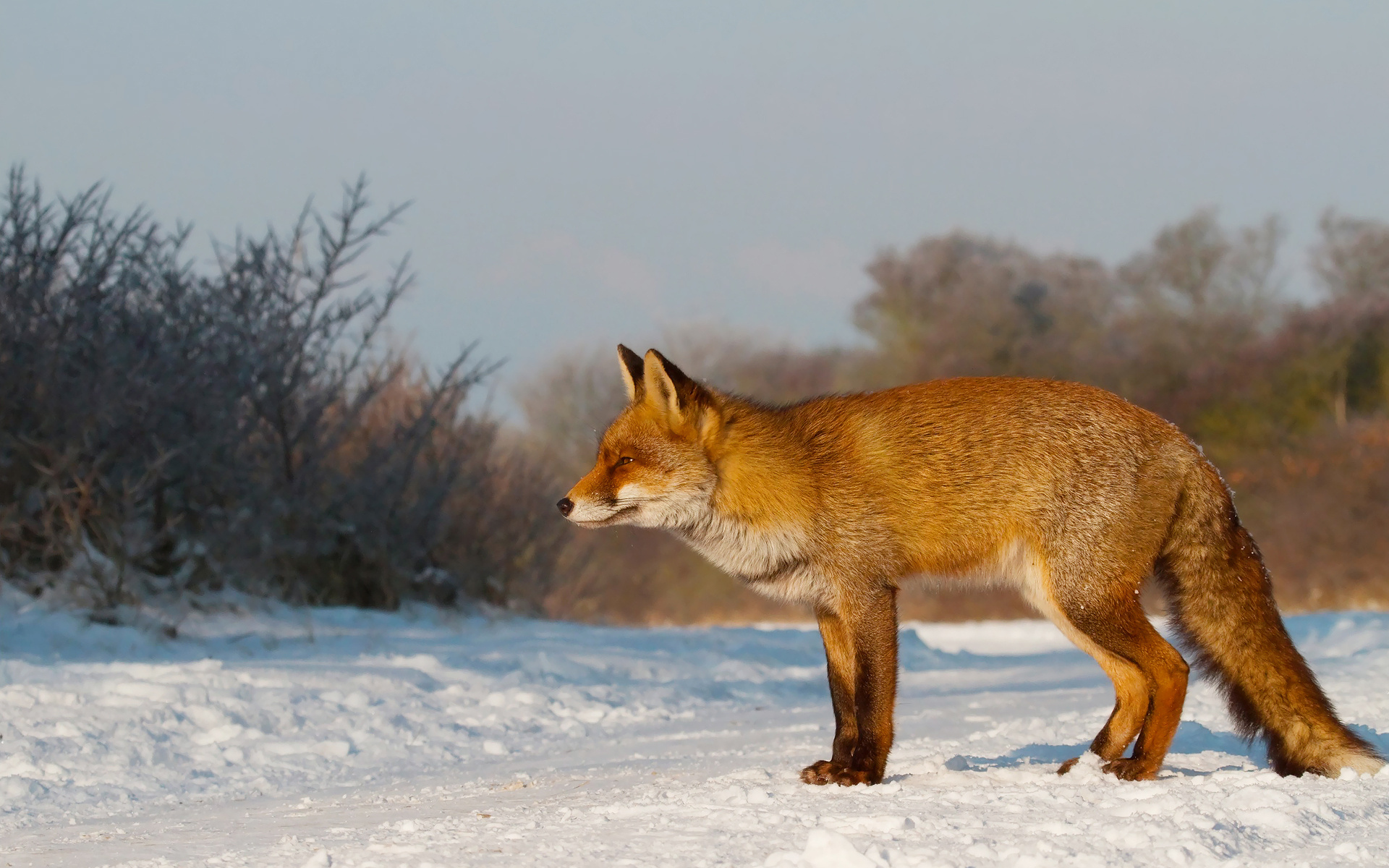 Free Red Fox 4K Wallpaper & Desktop HD Background for PC