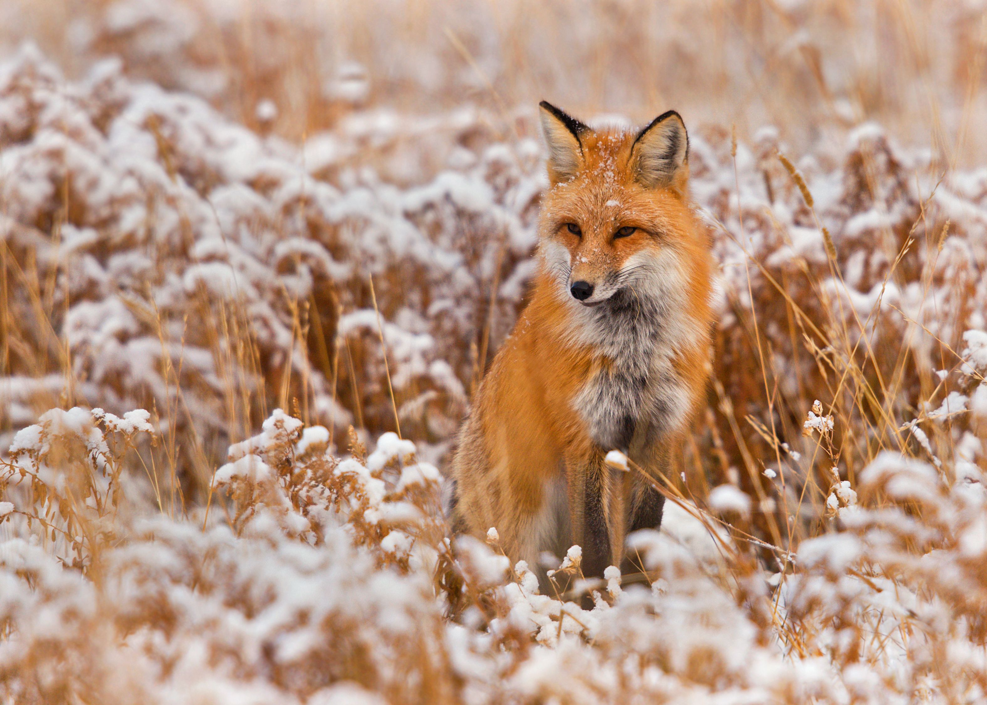 Animal Snow Wallpaper, HD Animal Snow Background on WallpaperBat