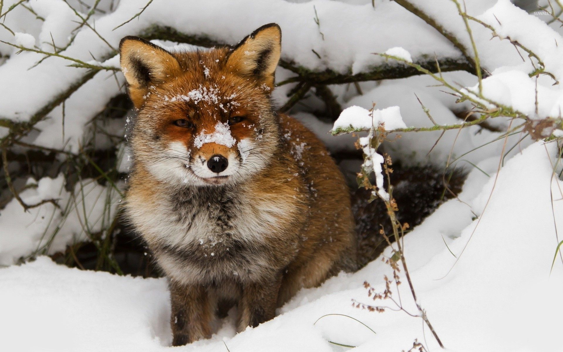 Animal Snow Wallpaper, HD Animal Snow Background on WallpaperBat
