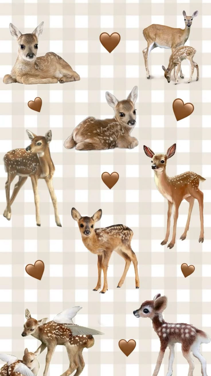 Baby deer wallpaper