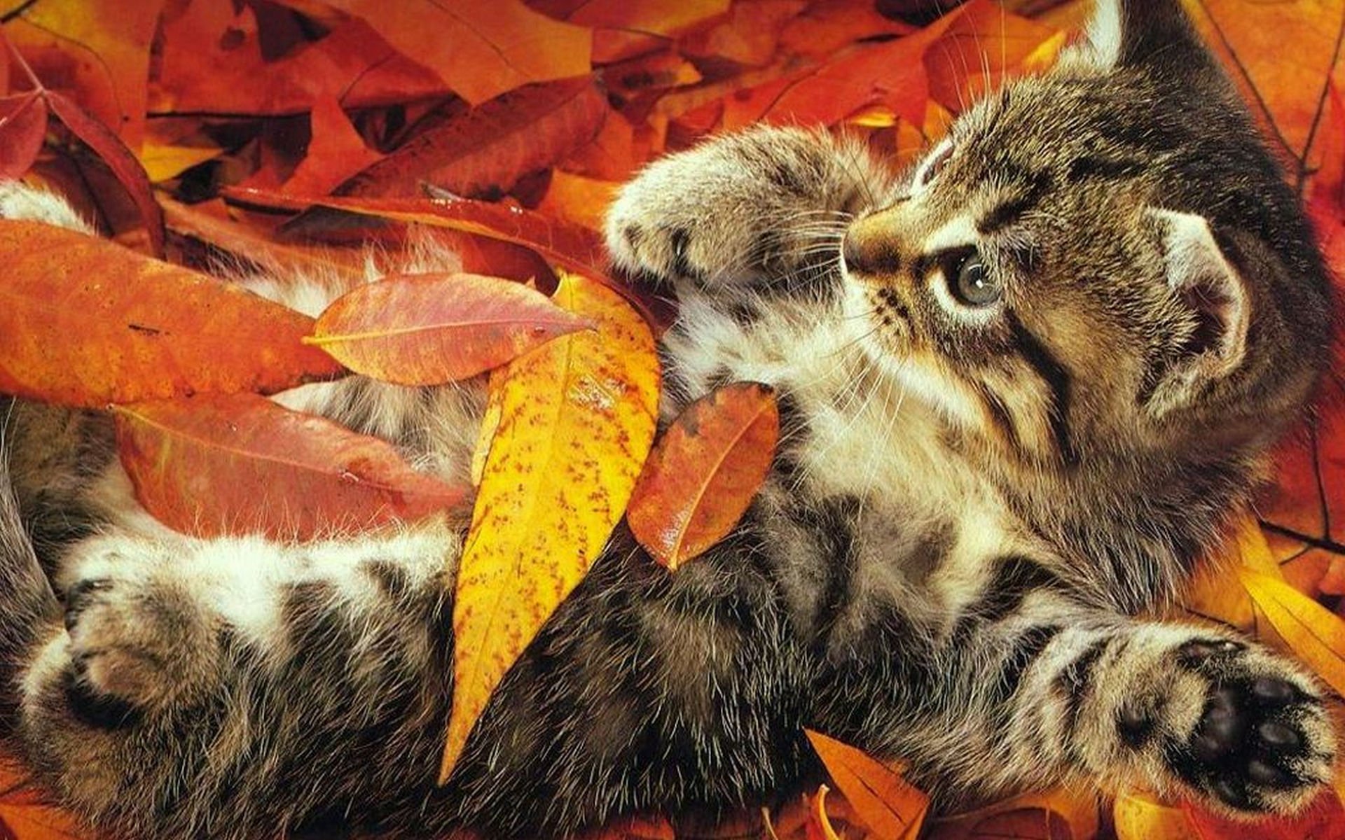 Cozy Kitten in Autumn Leaves HD Wallpaper