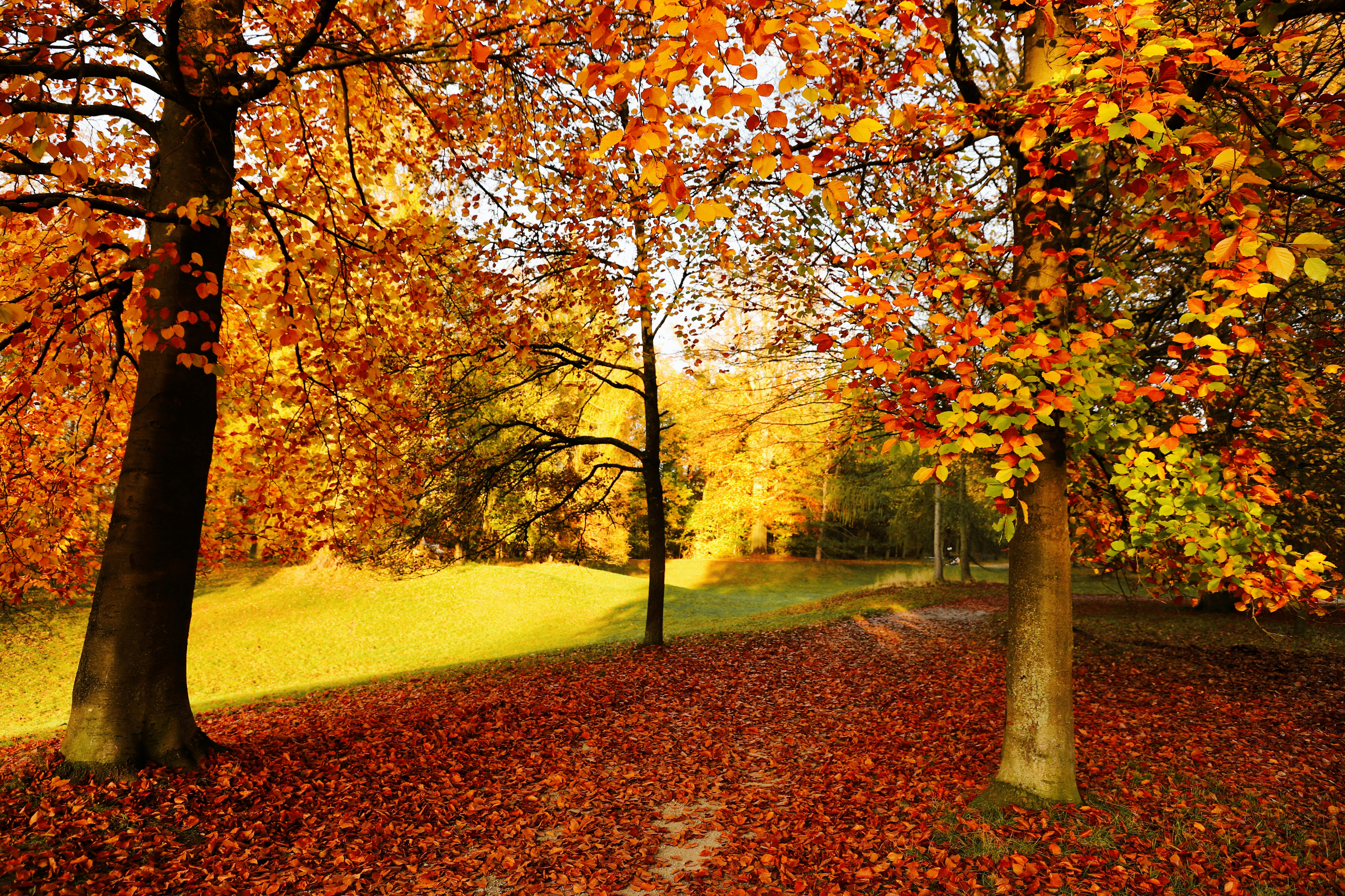 Photo Of Path In Between Woods During Autumn · Free