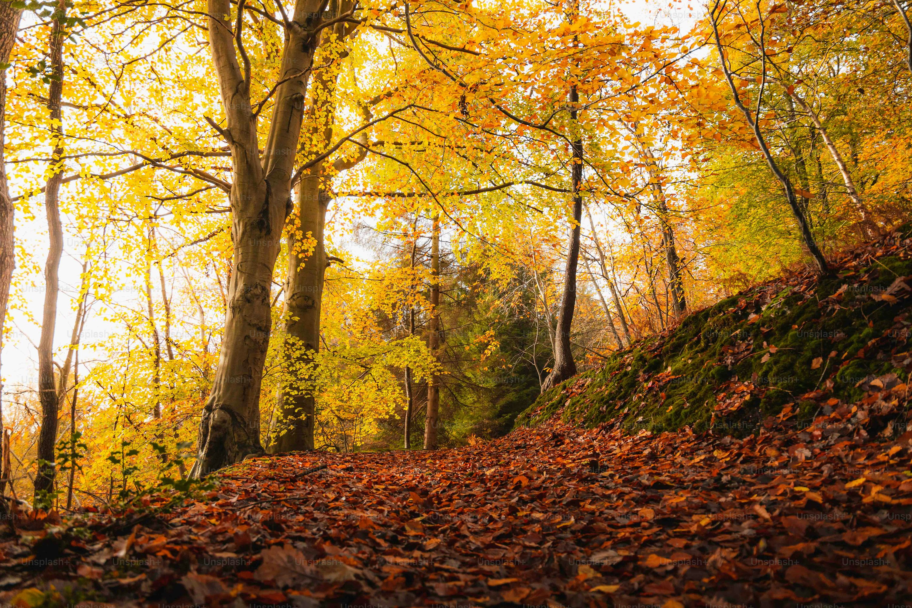 Autumn Forest Picture. Download Free Image