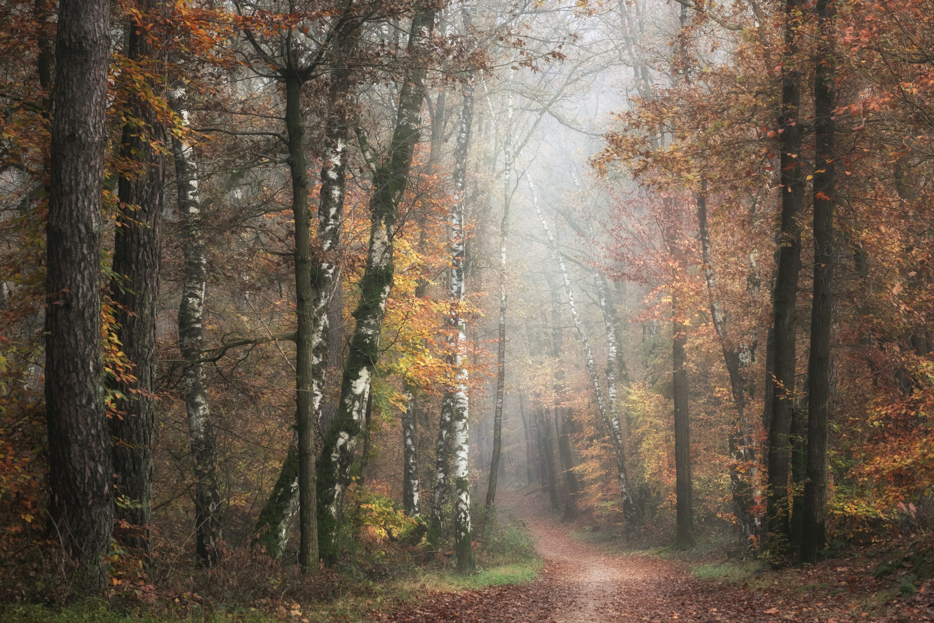 Autumn Forest Picture. Download Free Image