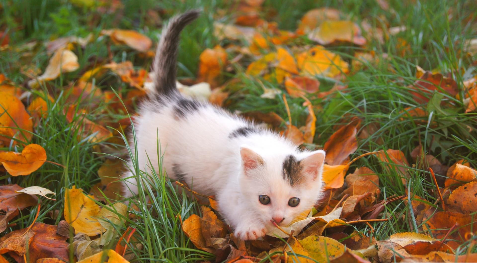 Autumn Whiskers: HD Cat Charm in Nature's Embrace