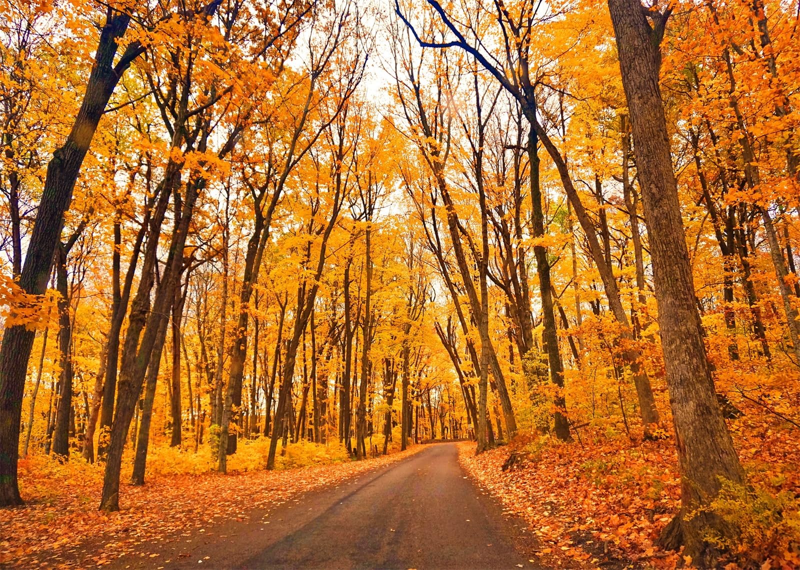 Amazon.com, Loccor 5x4ft Fabric Autumn Forest Photography Backdrop Natural Colorful Autumn Road Golden Fallen Leaves Real Landscape Background Studio Photographic Props