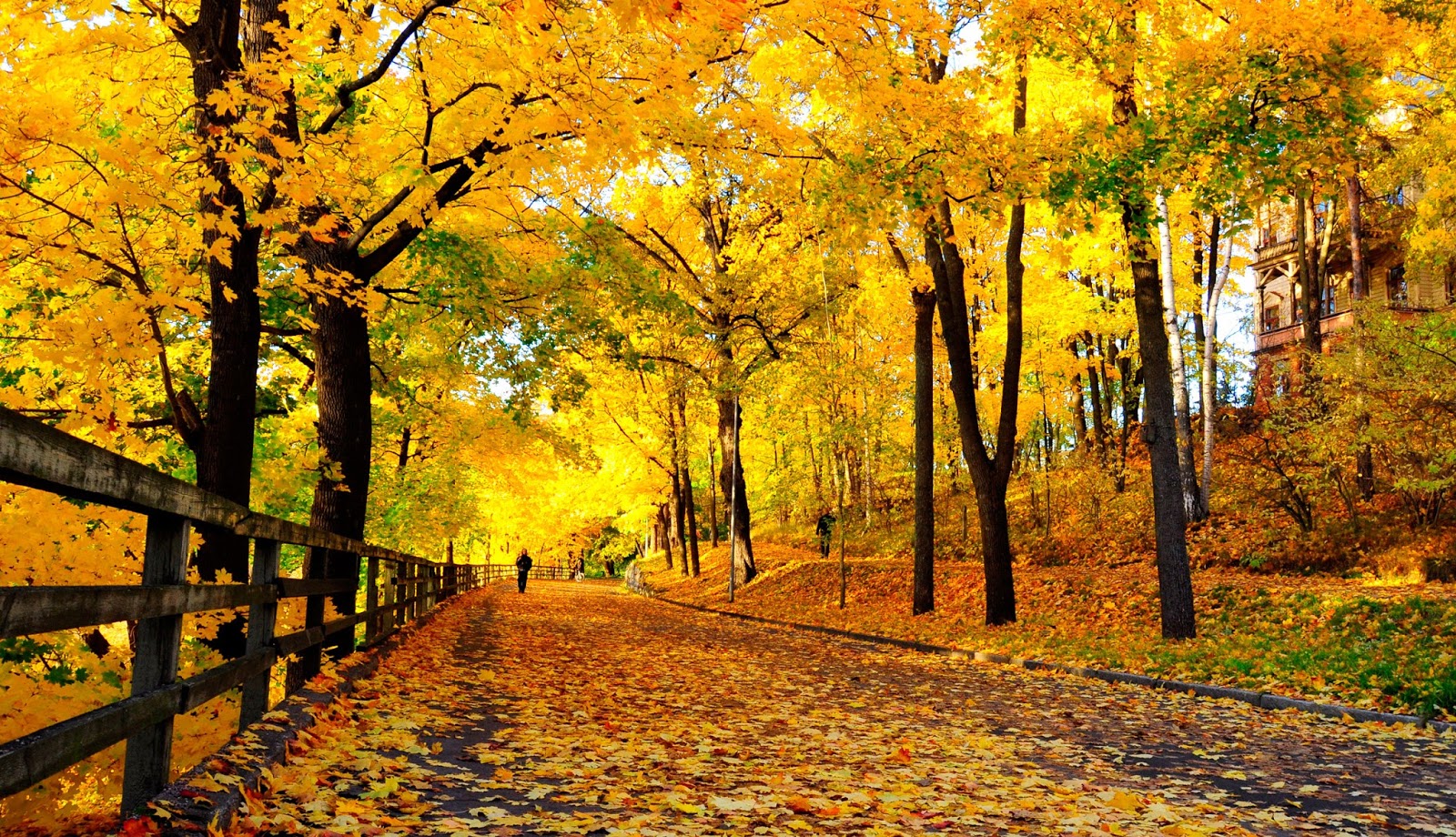 Autumn Sun
