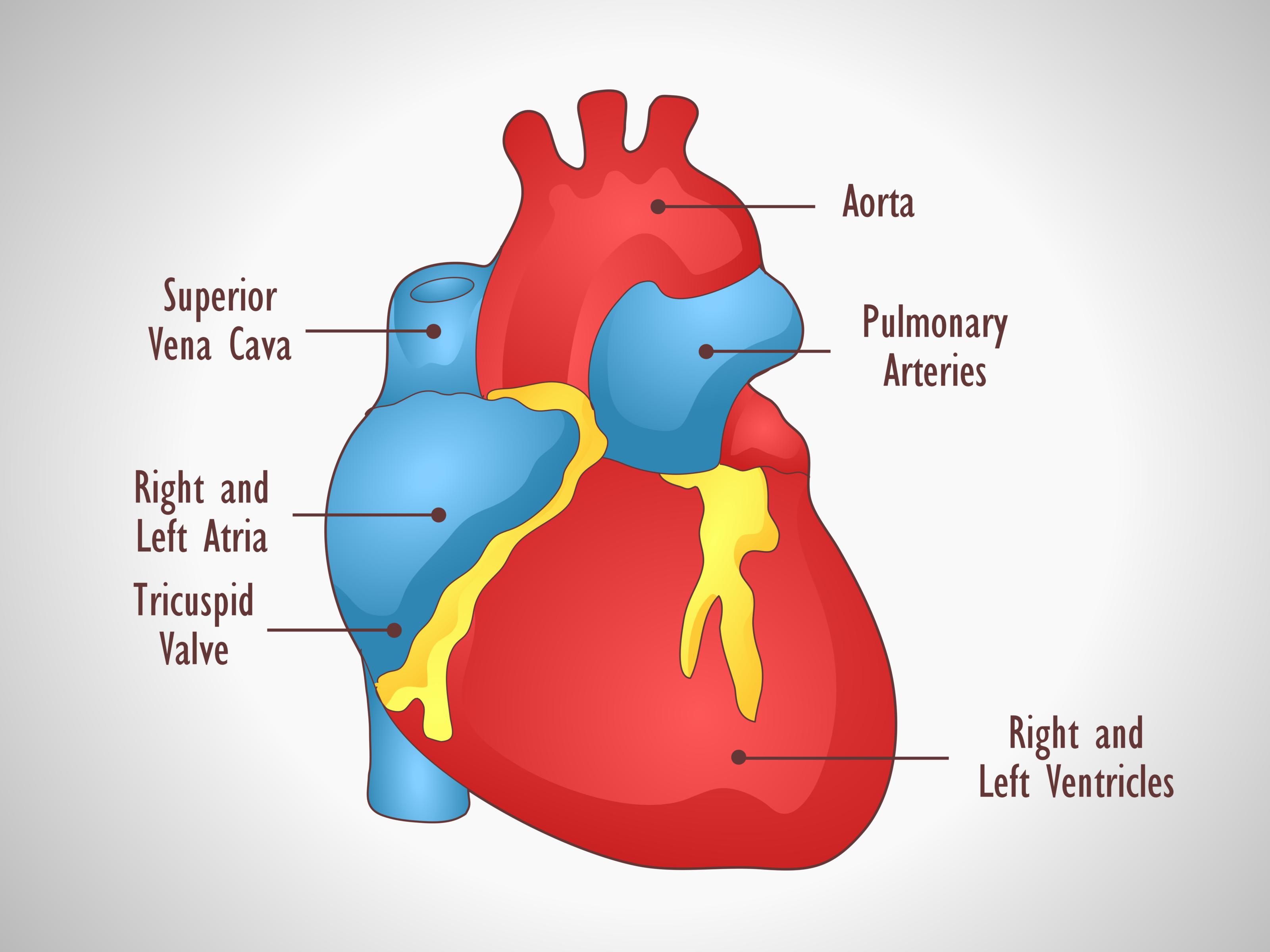 Human Heart: An Easy Step By Step Guide