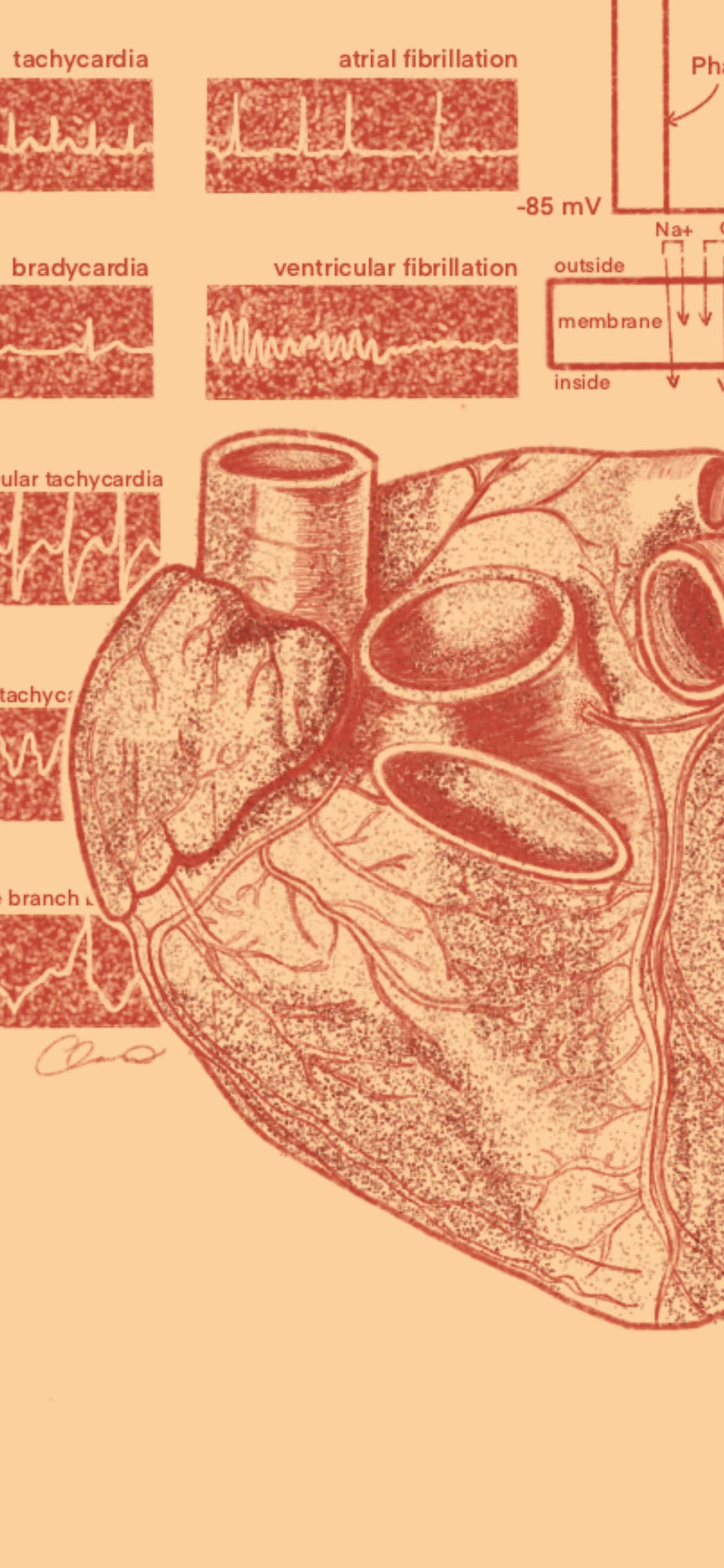Heart Anatomy Wallpaper, HD Heart Anatomy Background on WallpaperBat
