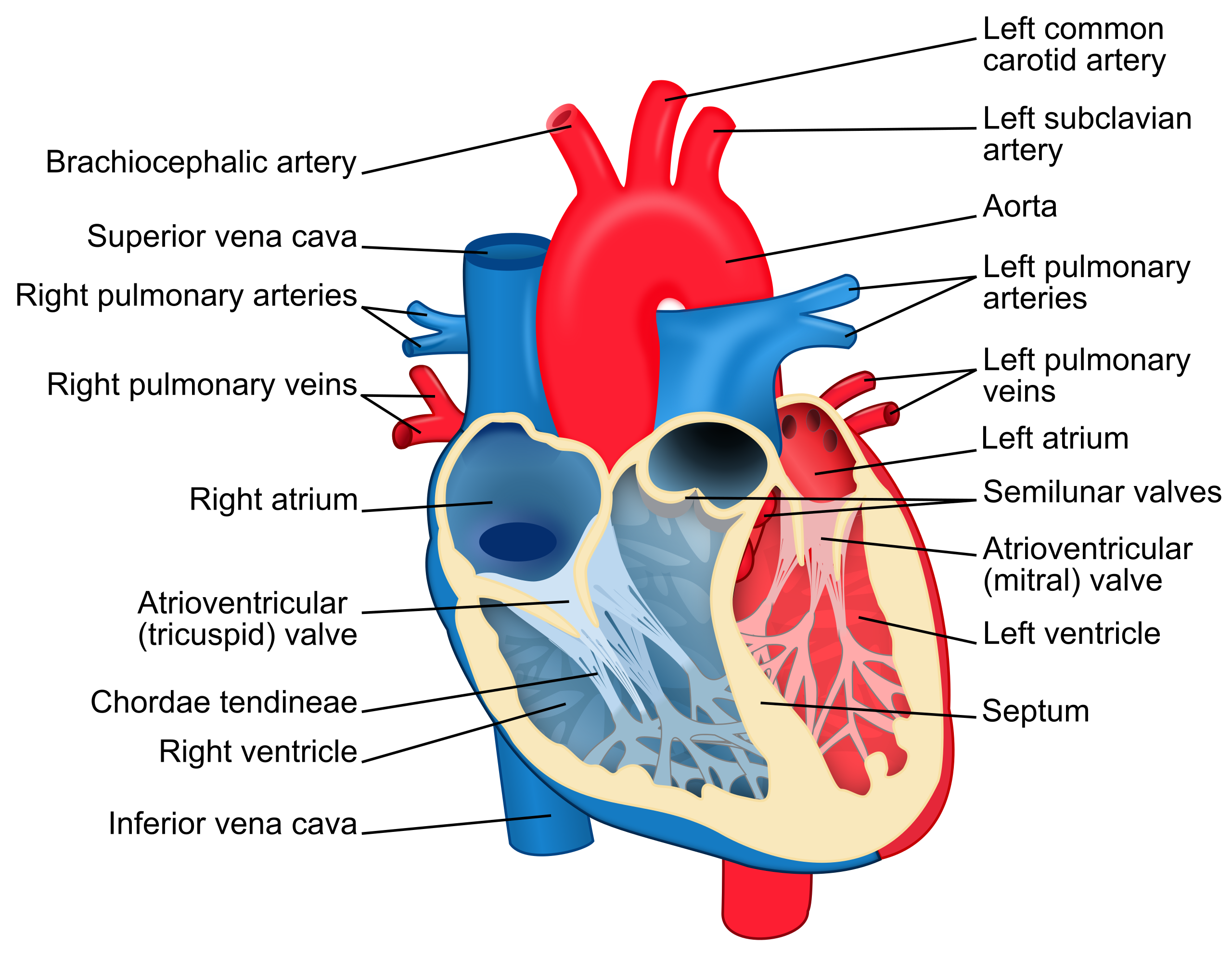 Heart Diagram En.svg