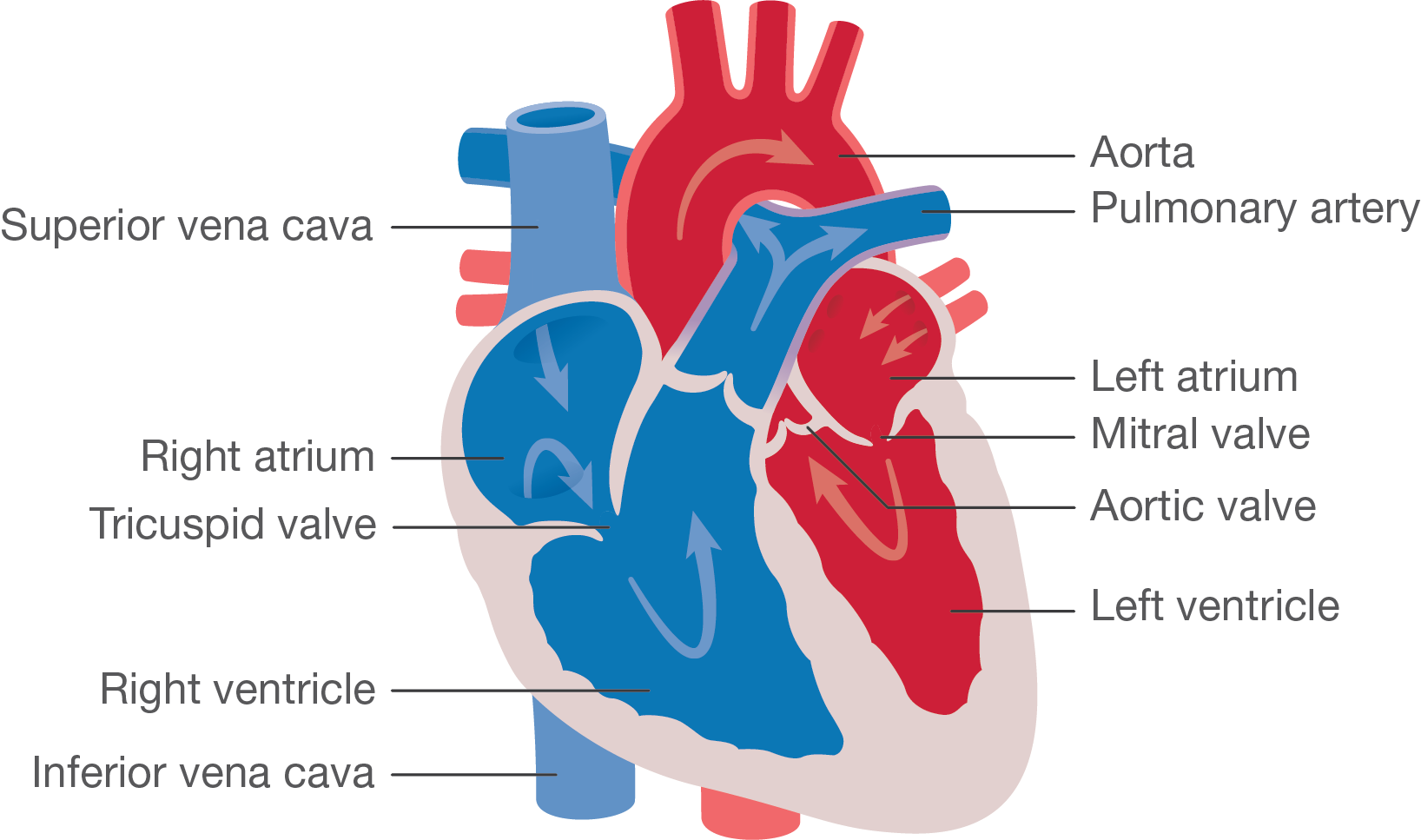 The normal heart. Little Hearts Matter