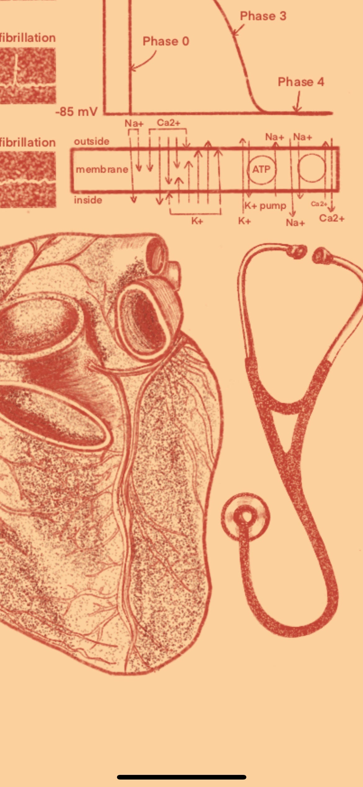 Cardiology Heart Anatomy IPhone Wallpaper & Background ORANGE BEIGE B