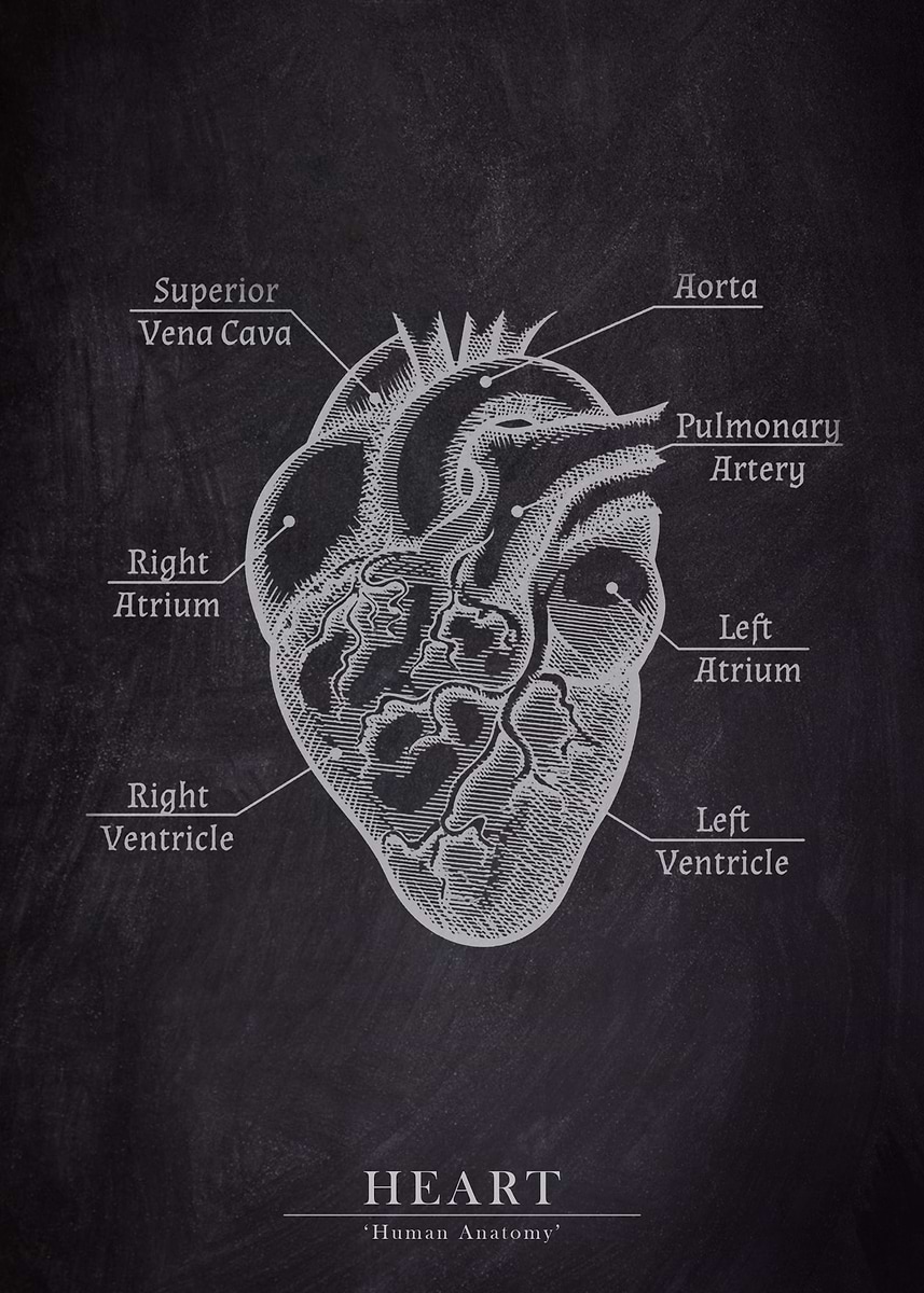 Human Heart Anatomy' Poster, picture, metal print, paint