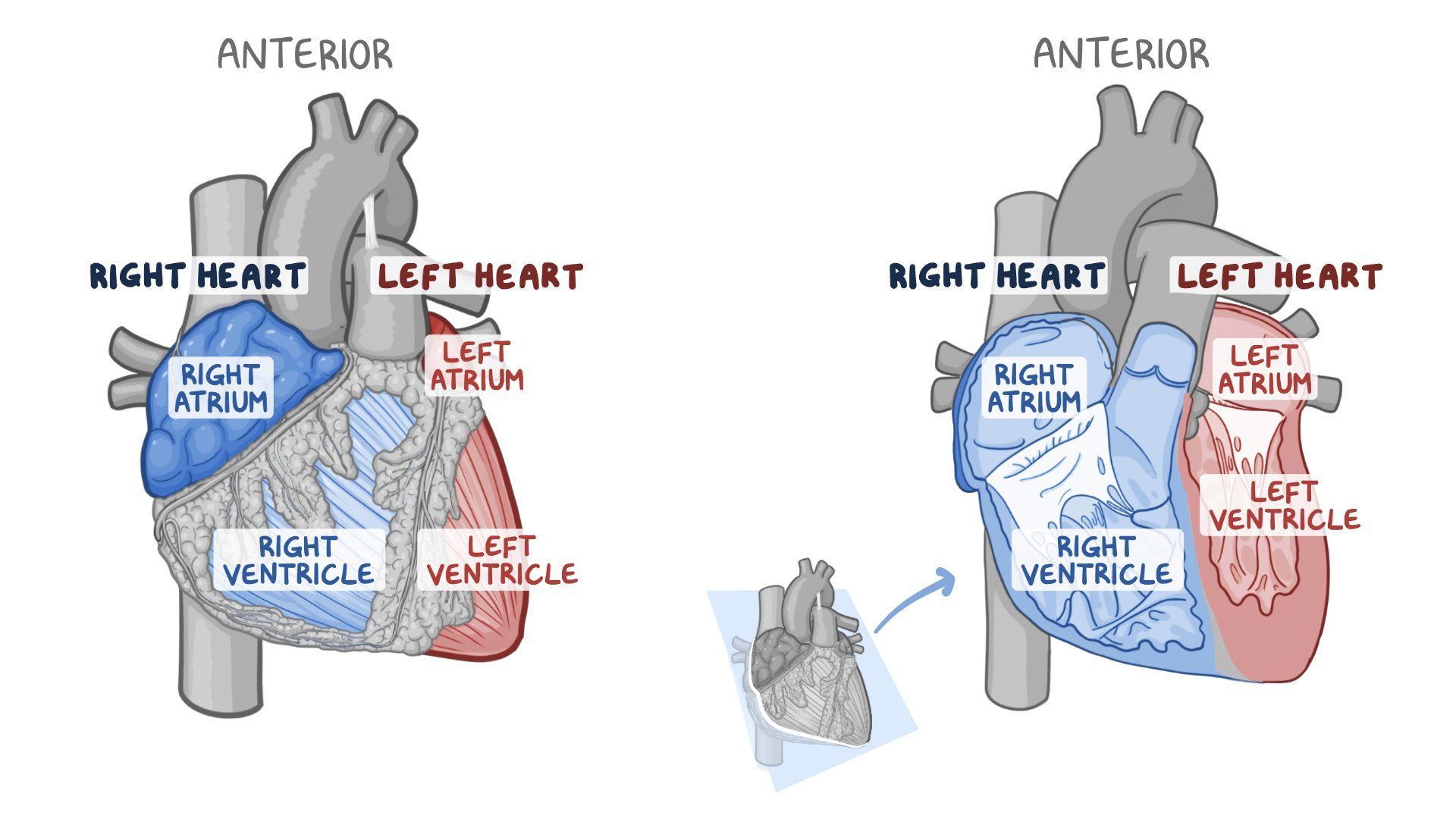 Anatomy of the heart: Video, Causes, & Meaning
