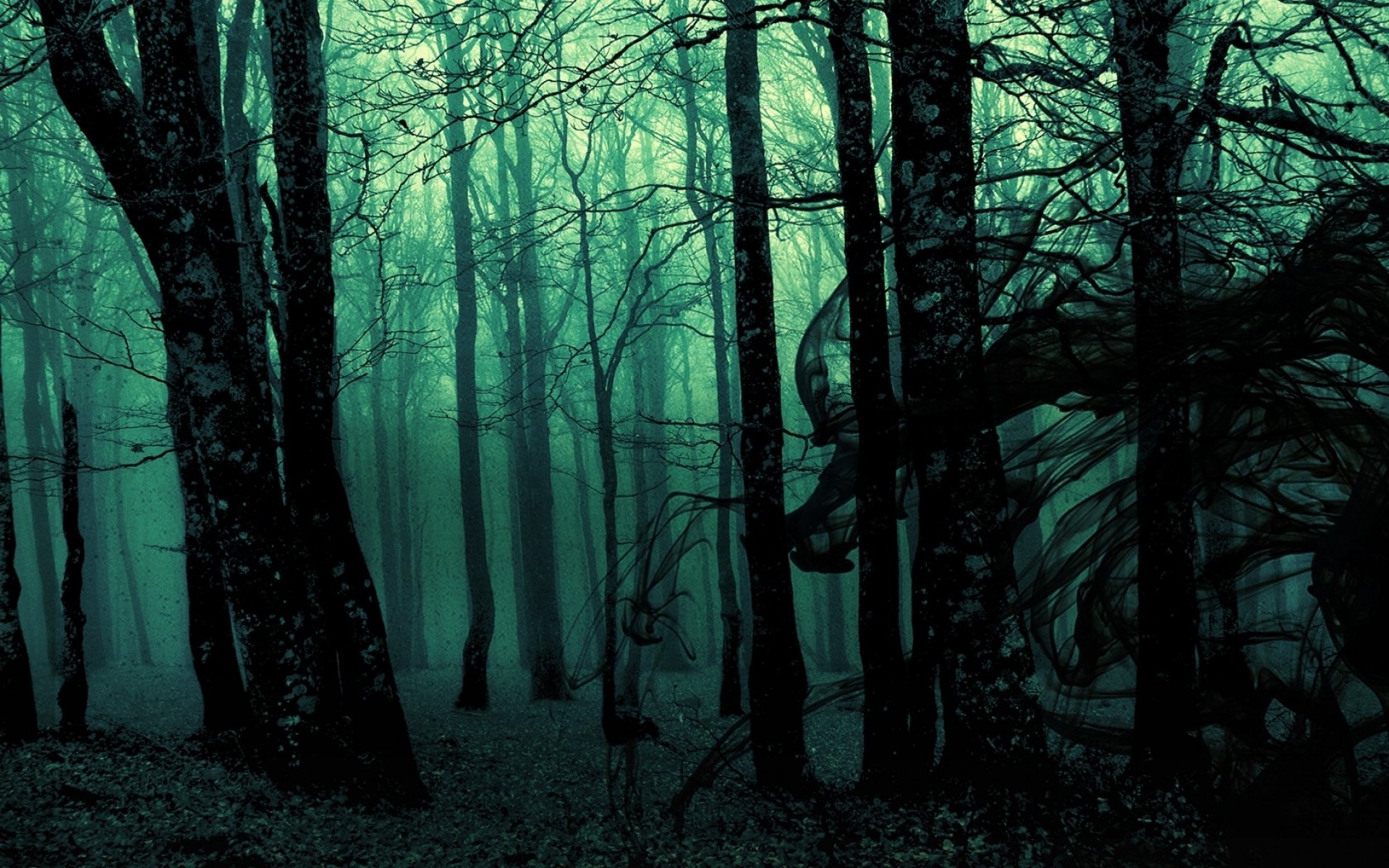 Enigmatic Dark Forest HD Wallpaper