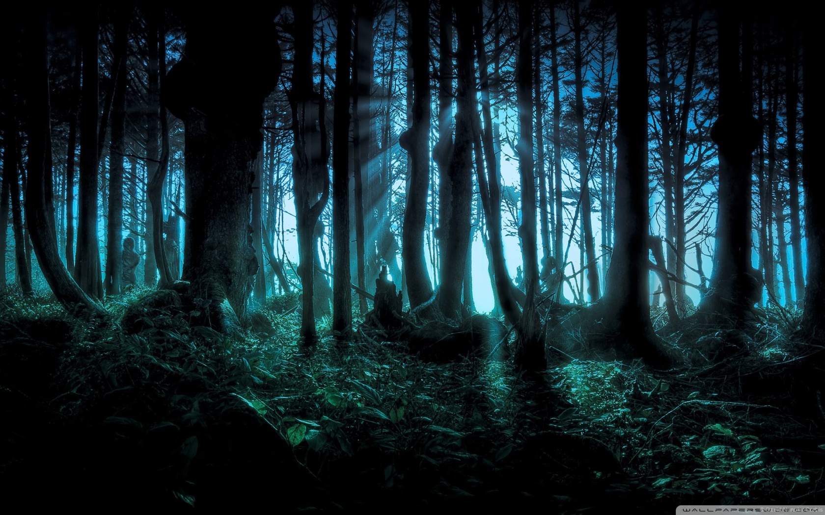 Mysterious Forest 4K UHD Wallpaper for UltraHD Desktop and TV, Widescreen and UltraWide Display, Smartphone and Tablet Devices