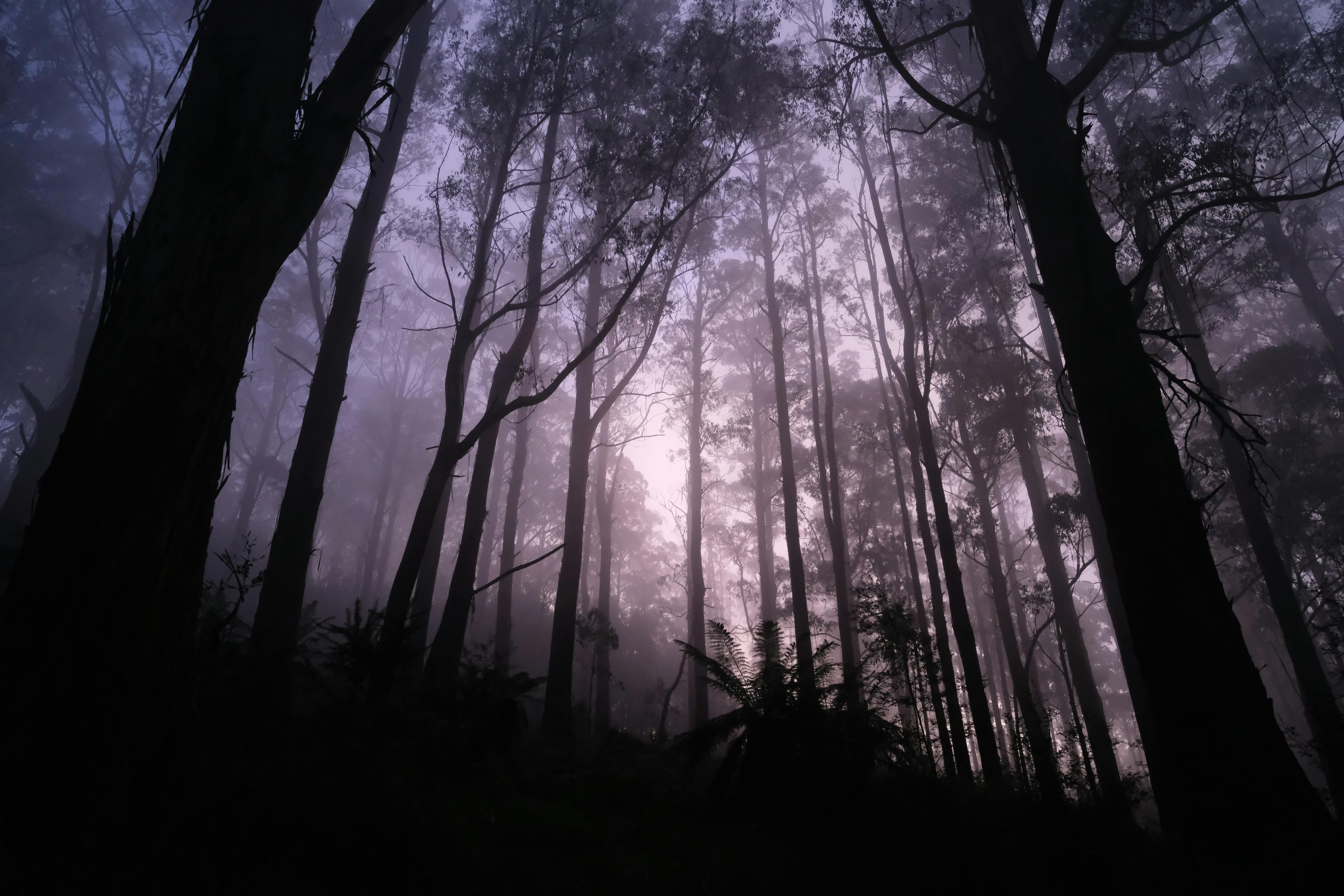 Forest Scene · Free