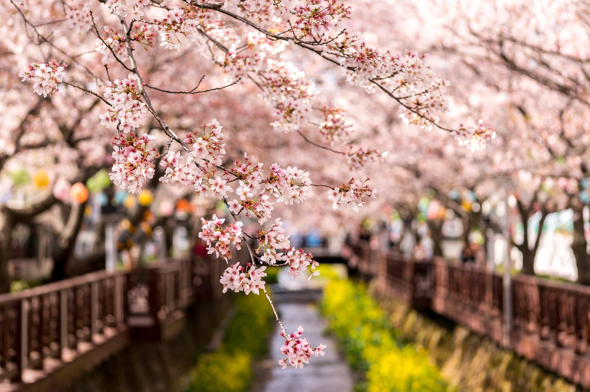 Korea Wallpaper, HD Korea Background on WallpaperBat