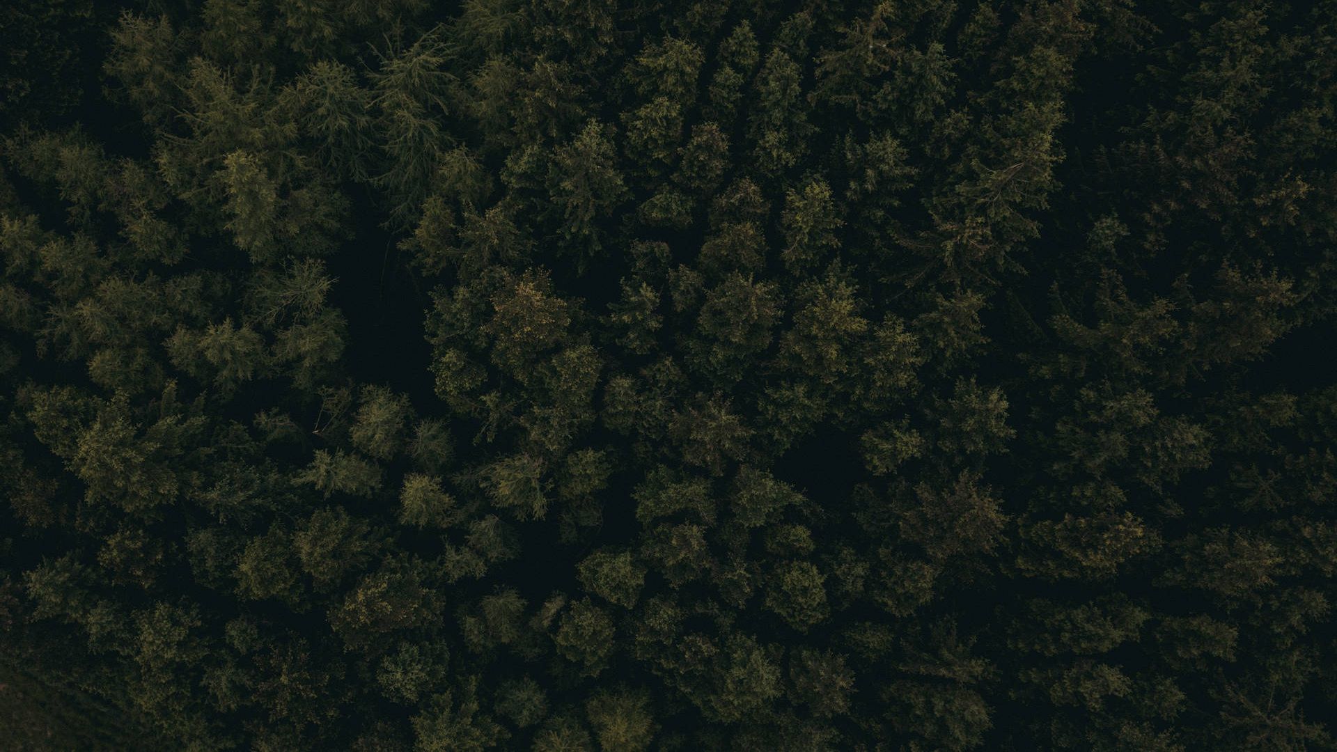 Best Dark Forest Wallpaper For Desktop, PC, Laptop, Computer [ 4k, HD ]