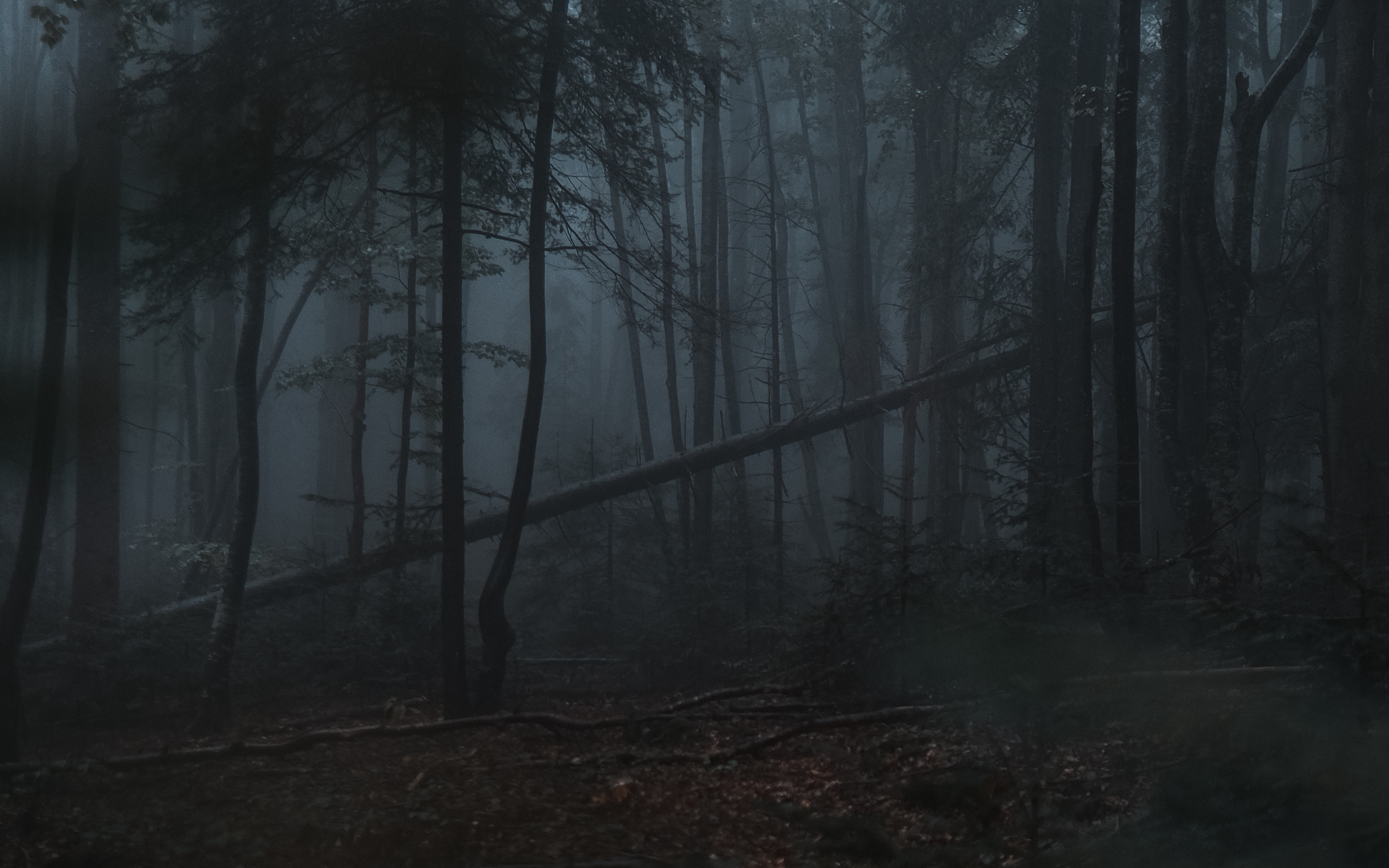 Download Dark forest, Gloomy, Forest Wallpaper in 2880x1800 Resolution