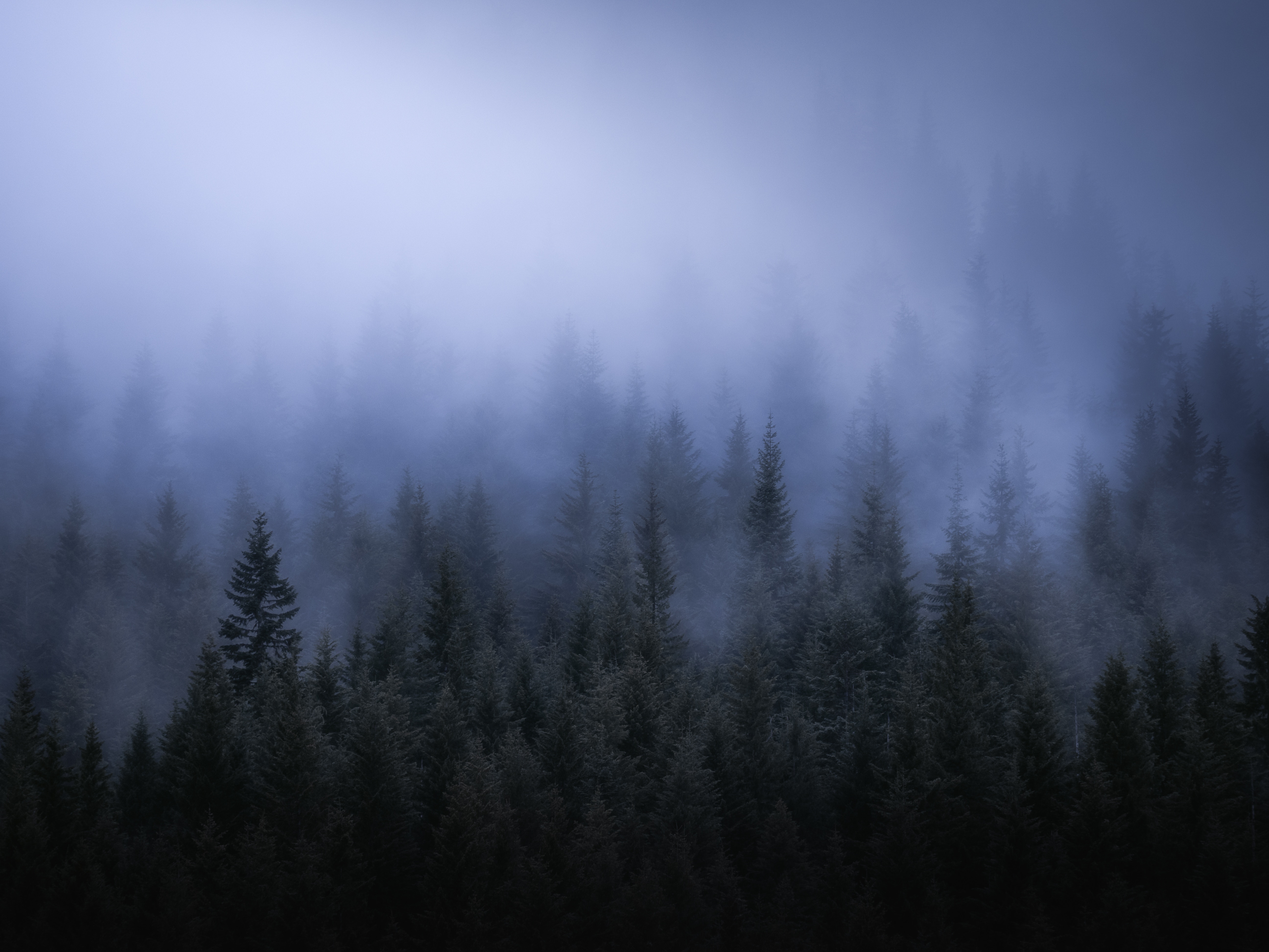 Fog Dark Forest Tress Landscape 5k Wallpaper, HD Nature Wallpaper, 4k Wallpaper, Image, Background, Photos and Picture