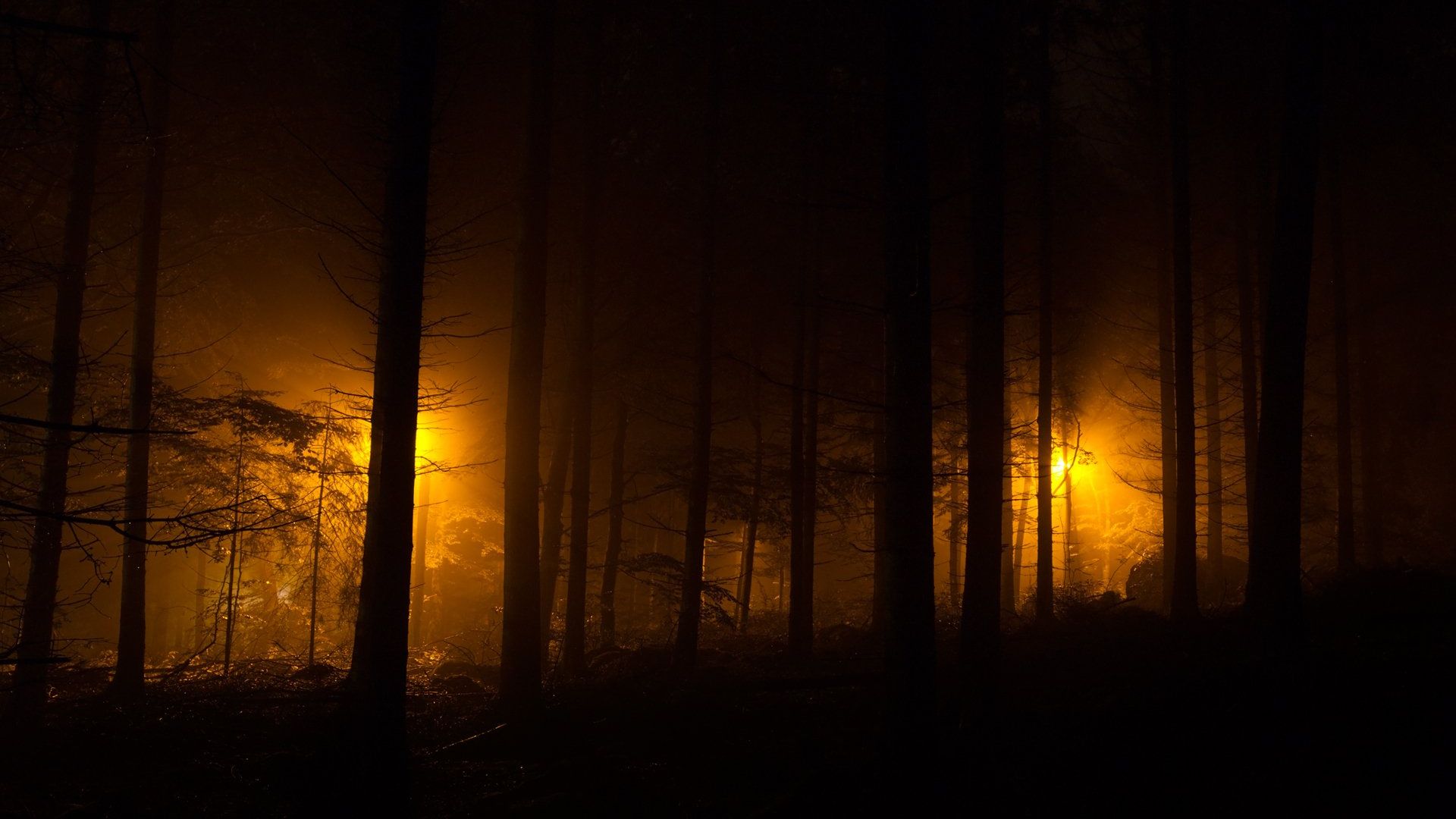 Best Dark Forest Wallpaper For Desktop, PC, Laptop, Computer [ 4k, HD ]