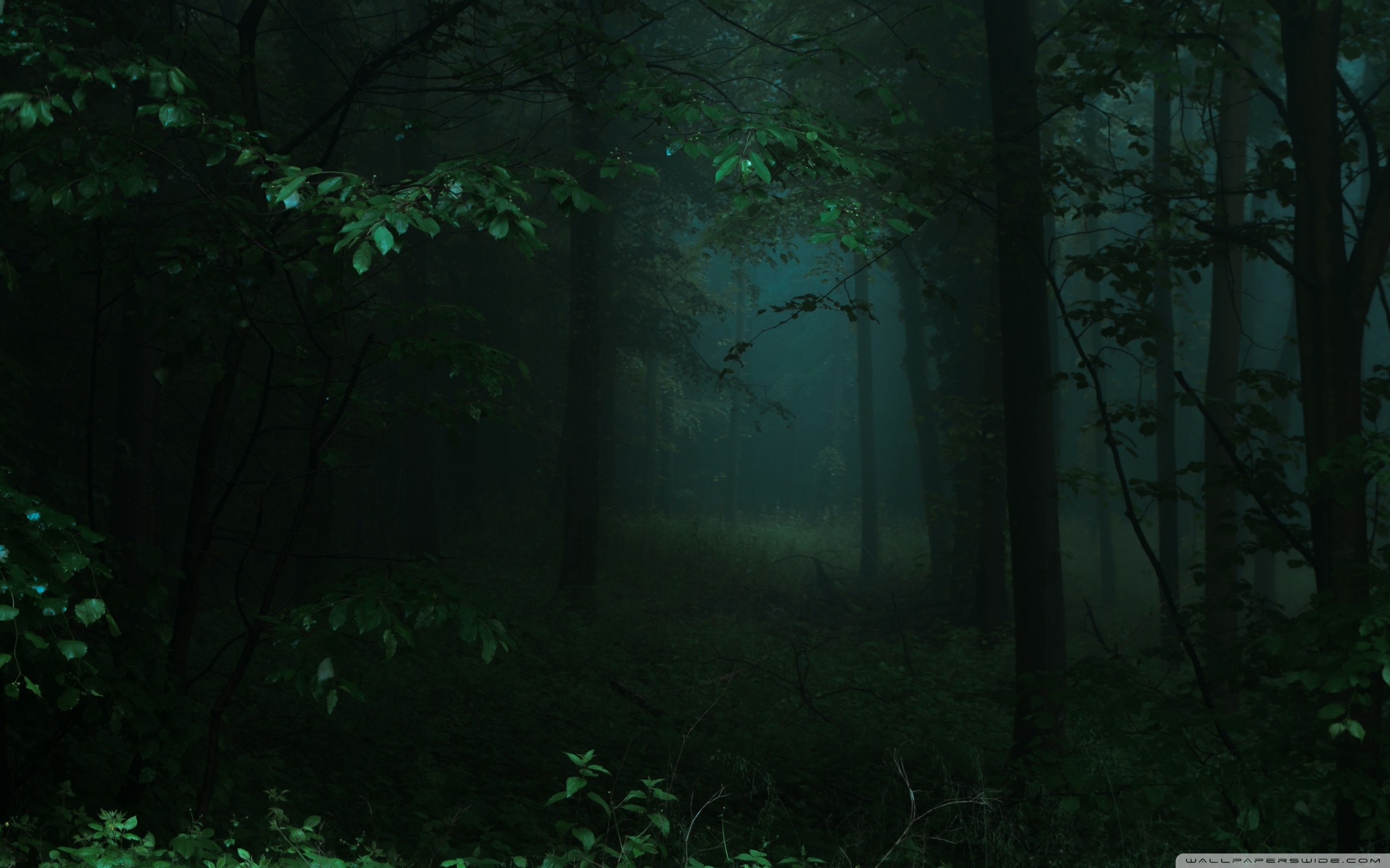 Dark Green Forest 4K UHD Wallpaper for UltraHD Desktop and TV, Widescreen and UltraWide Display, Dual Monitor, Smartphone and Tablet Devices