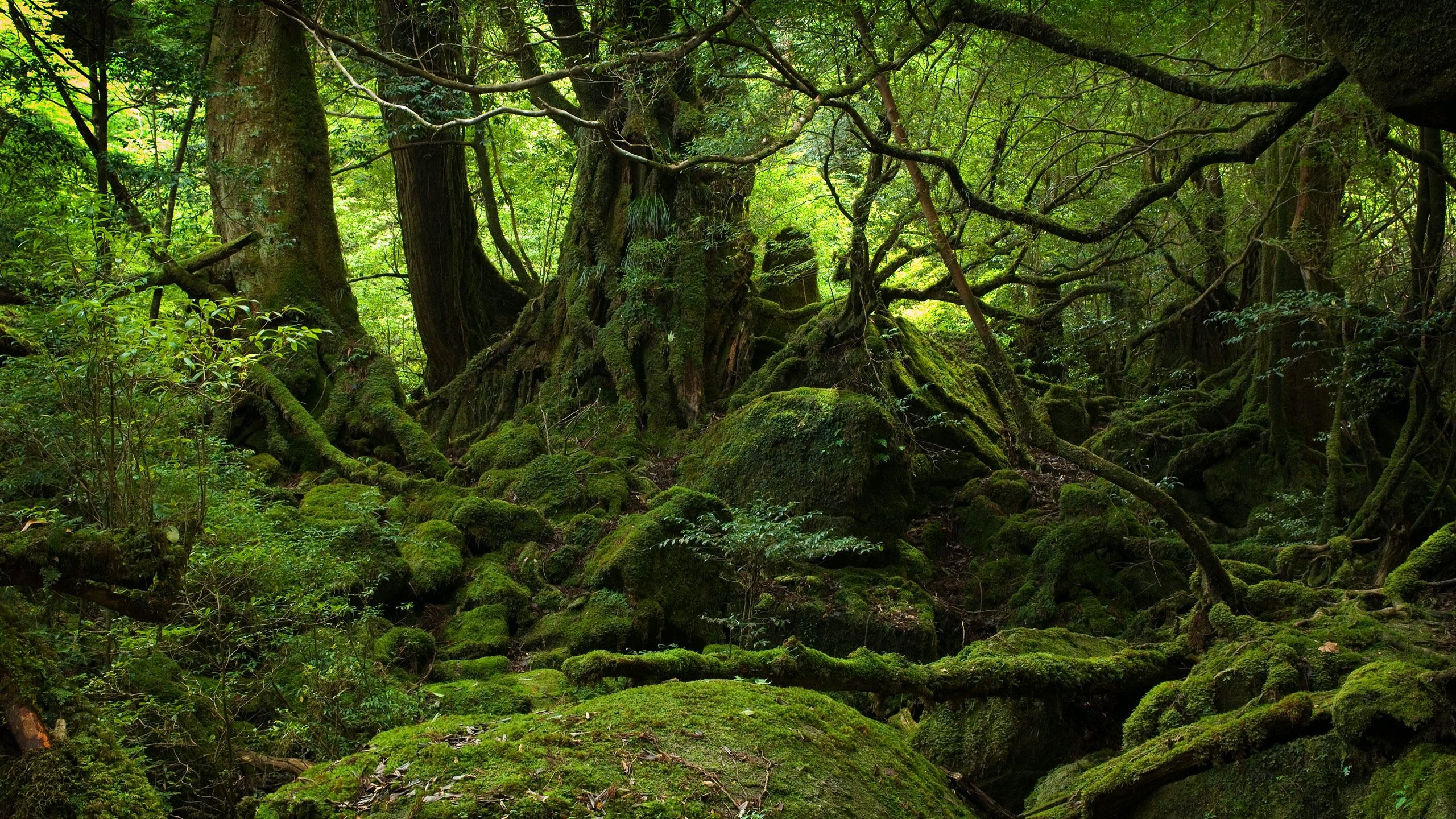 Dark forest MacBook Air Wallpaper Download