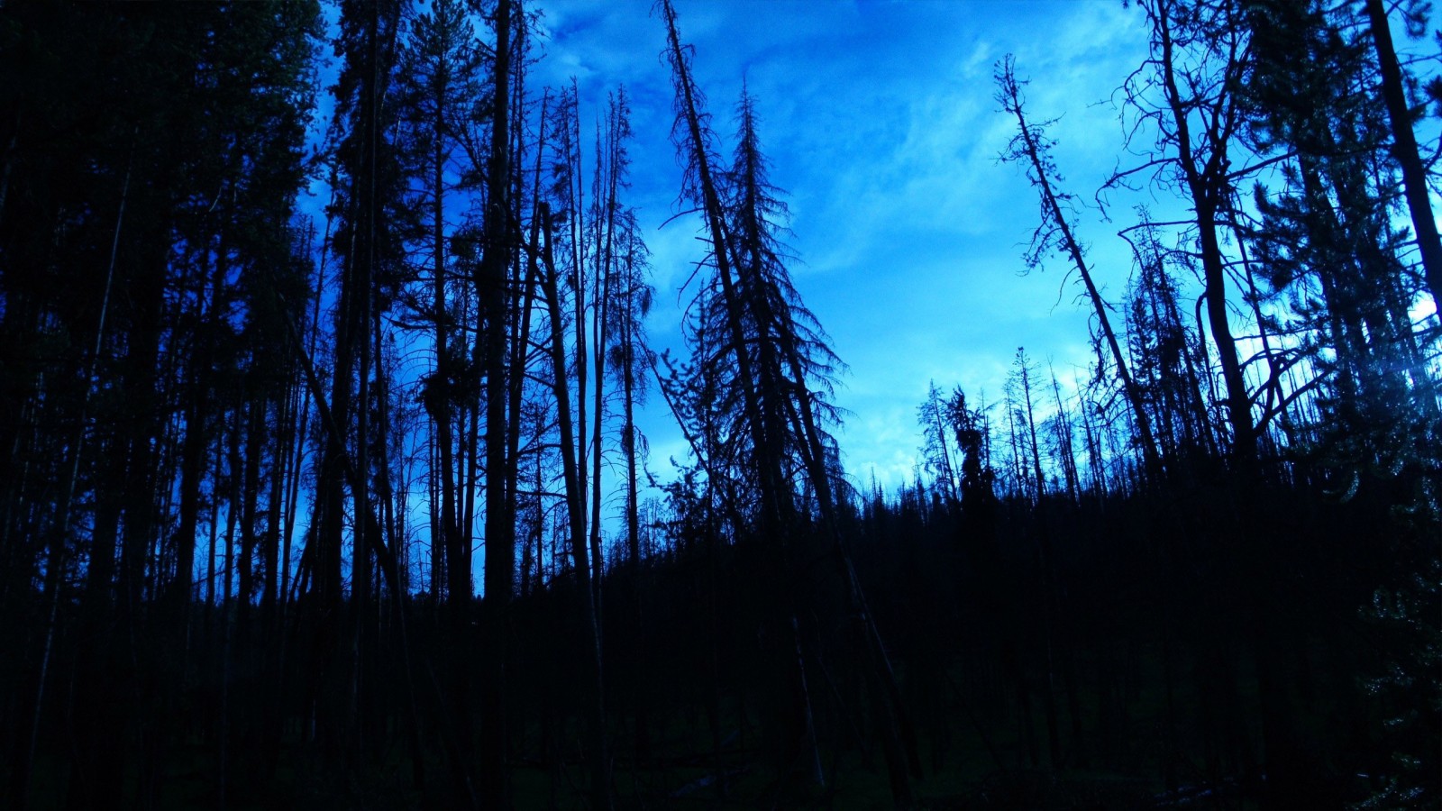 Dark Forest Under Blue Cloudy Sky HD Dark Wallpaper
