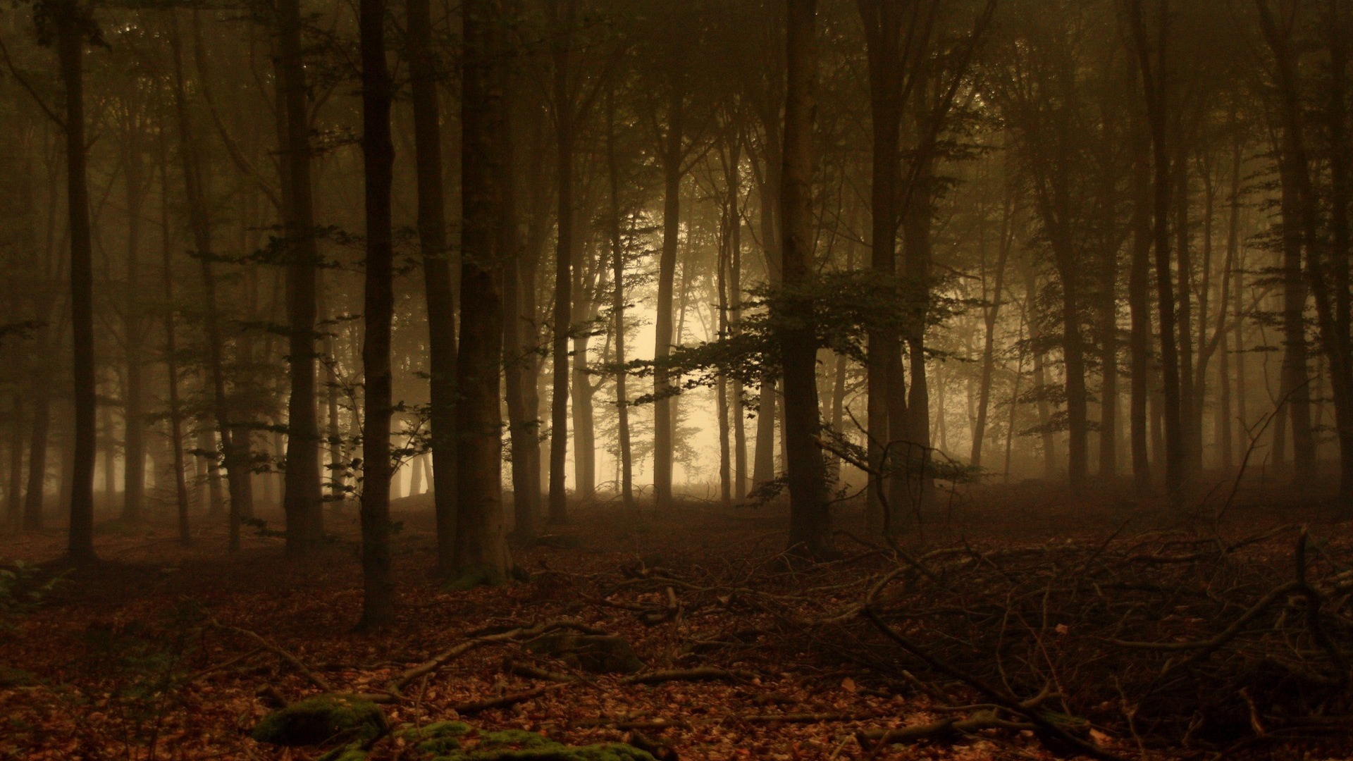Dark forest Desktop wallpaper 1920x1080
