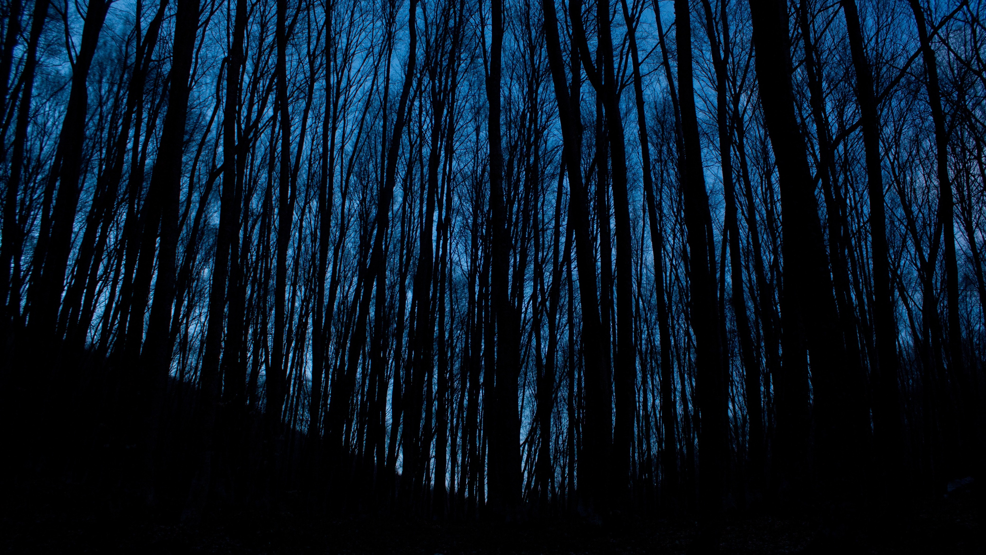 Wallpaper Night, forest, trees, darkness 3840x2160 UHD 4K Picture, Image