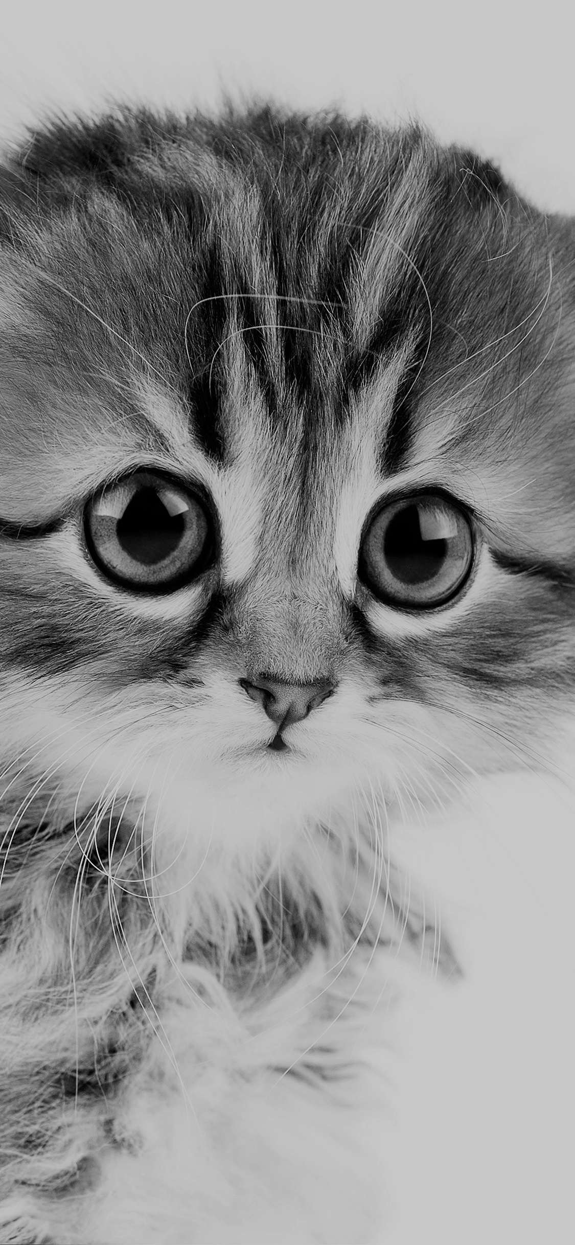 iPhone X wallpaper. sad kitten cat animal nature cute bw dark