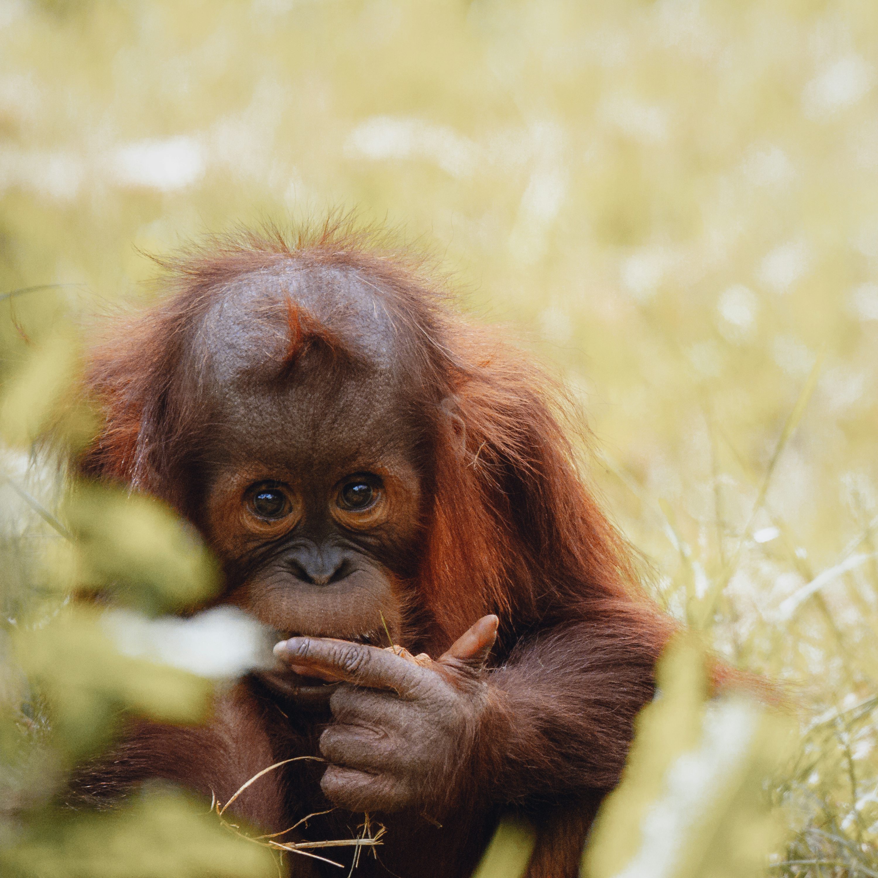 Orangutan Picture. Download Free Image