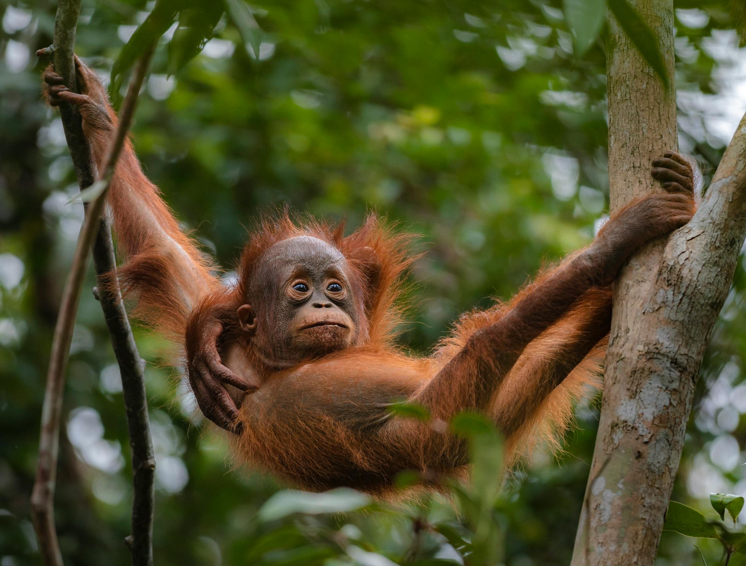 Baby Orangutan on Tree · Free