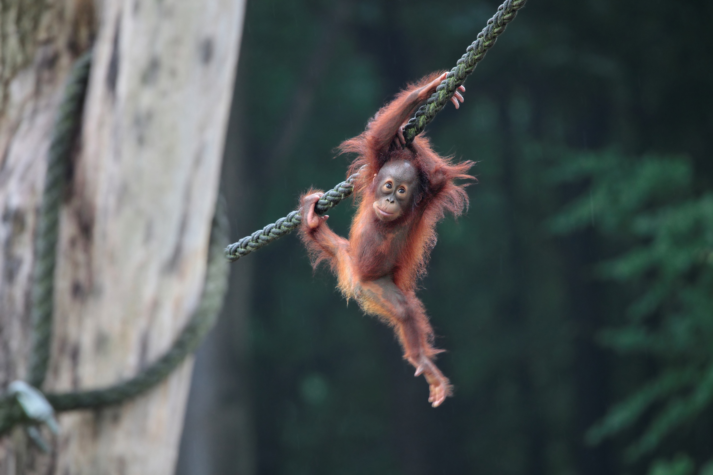 Playful Baby Orangutan Swinging HD Wallpaper