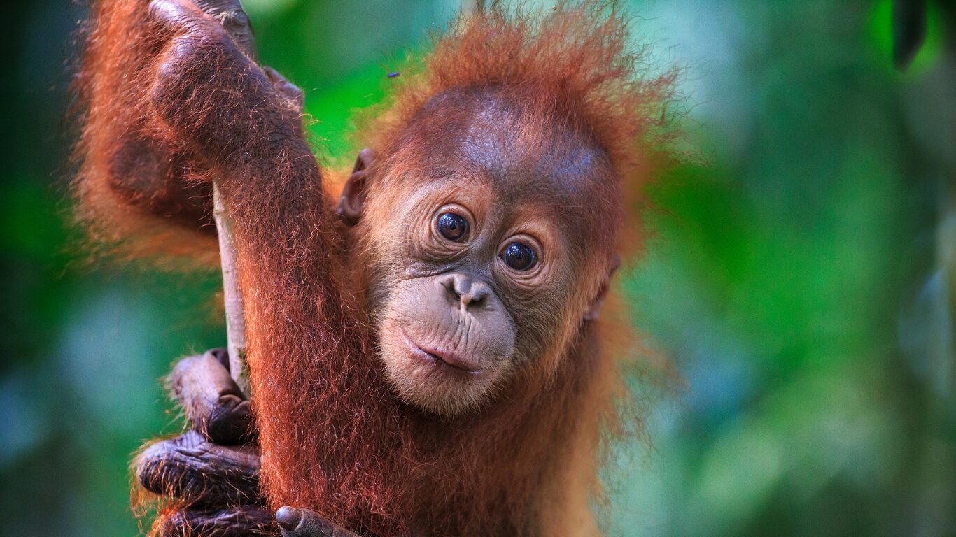 The Remarkable Bond Between Sumatran Orangutan Mothers and Their Offspring